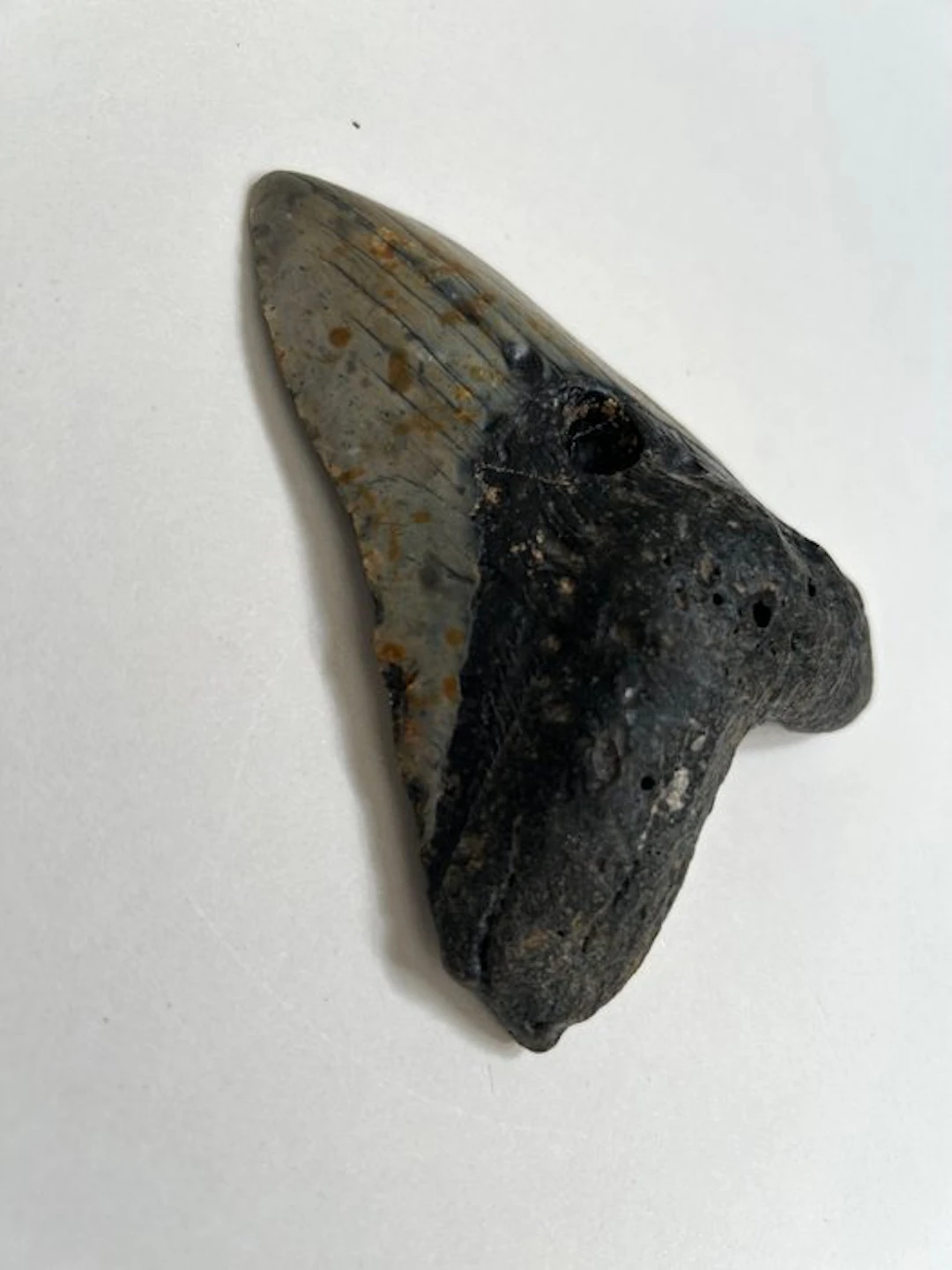 Megalodon - Fossil tooth - 126 mm - 99 mm