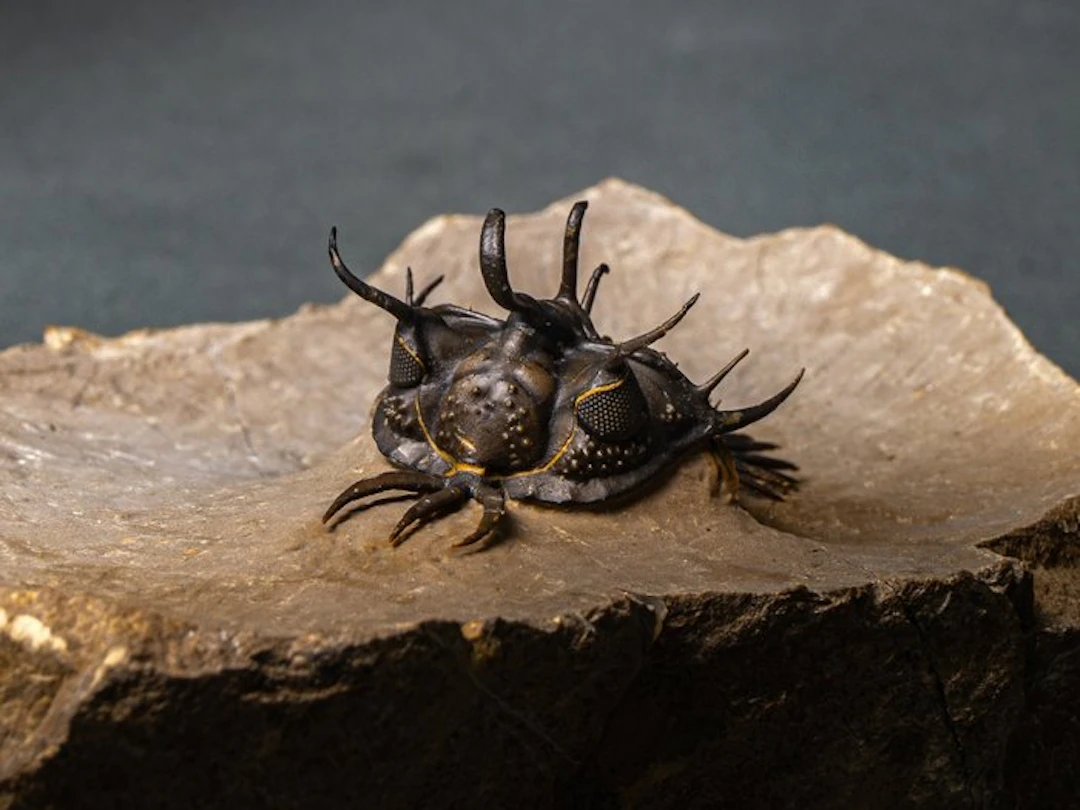 Spiny Trilobite - Fossilised animal - Walliserops hammi de alta calidad