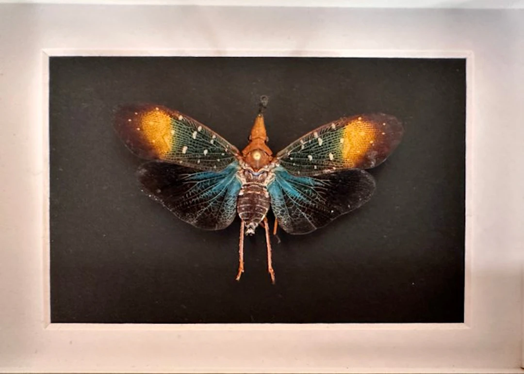 Butterfly Taxidermy full body mount - Pyrops Gunjii...