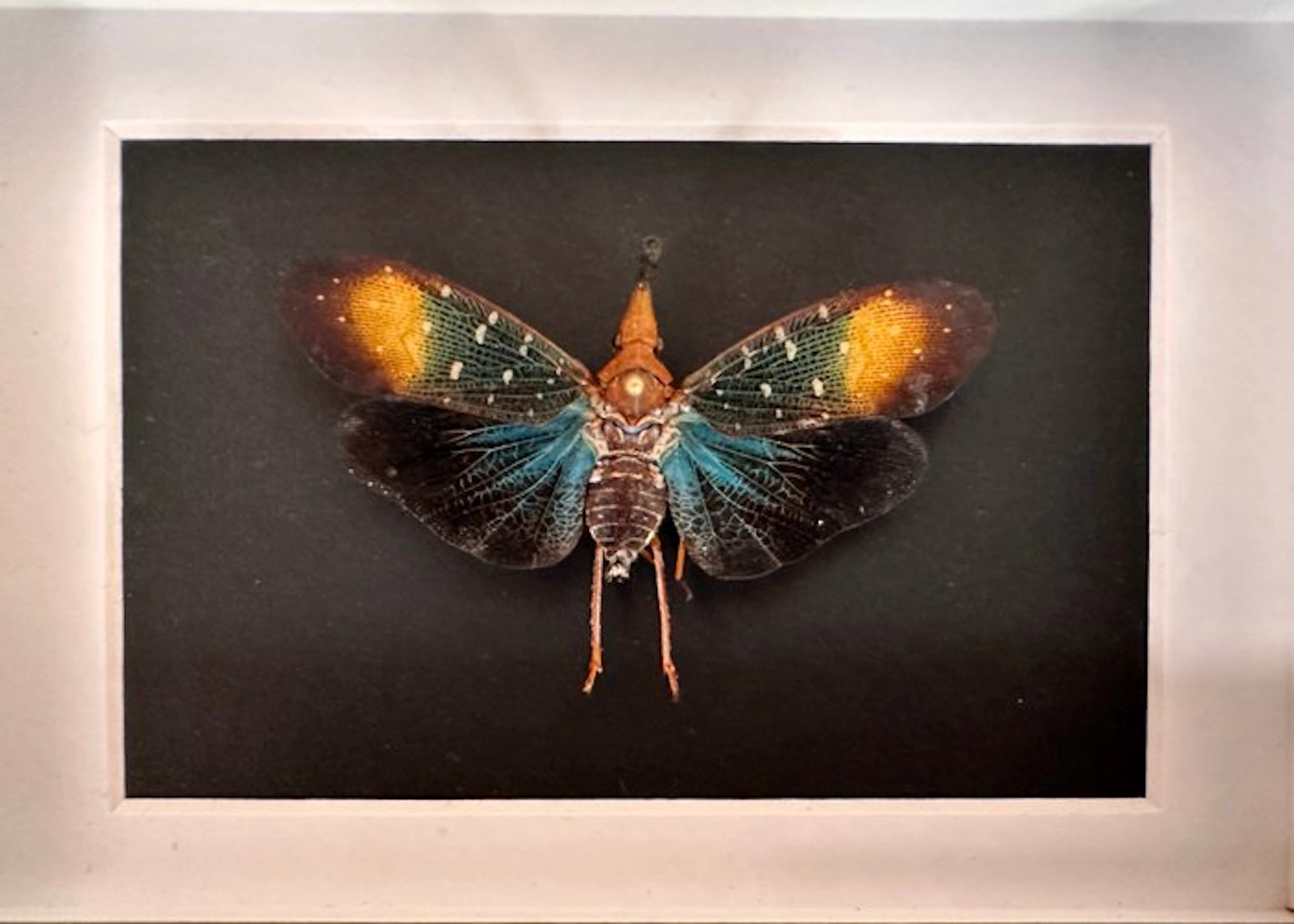 Butterfly Taxidermy full body mount - Pyrops Gunjii...