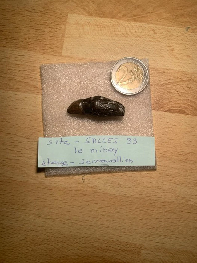 Dolphin - Fossil tooth (No reserve price)