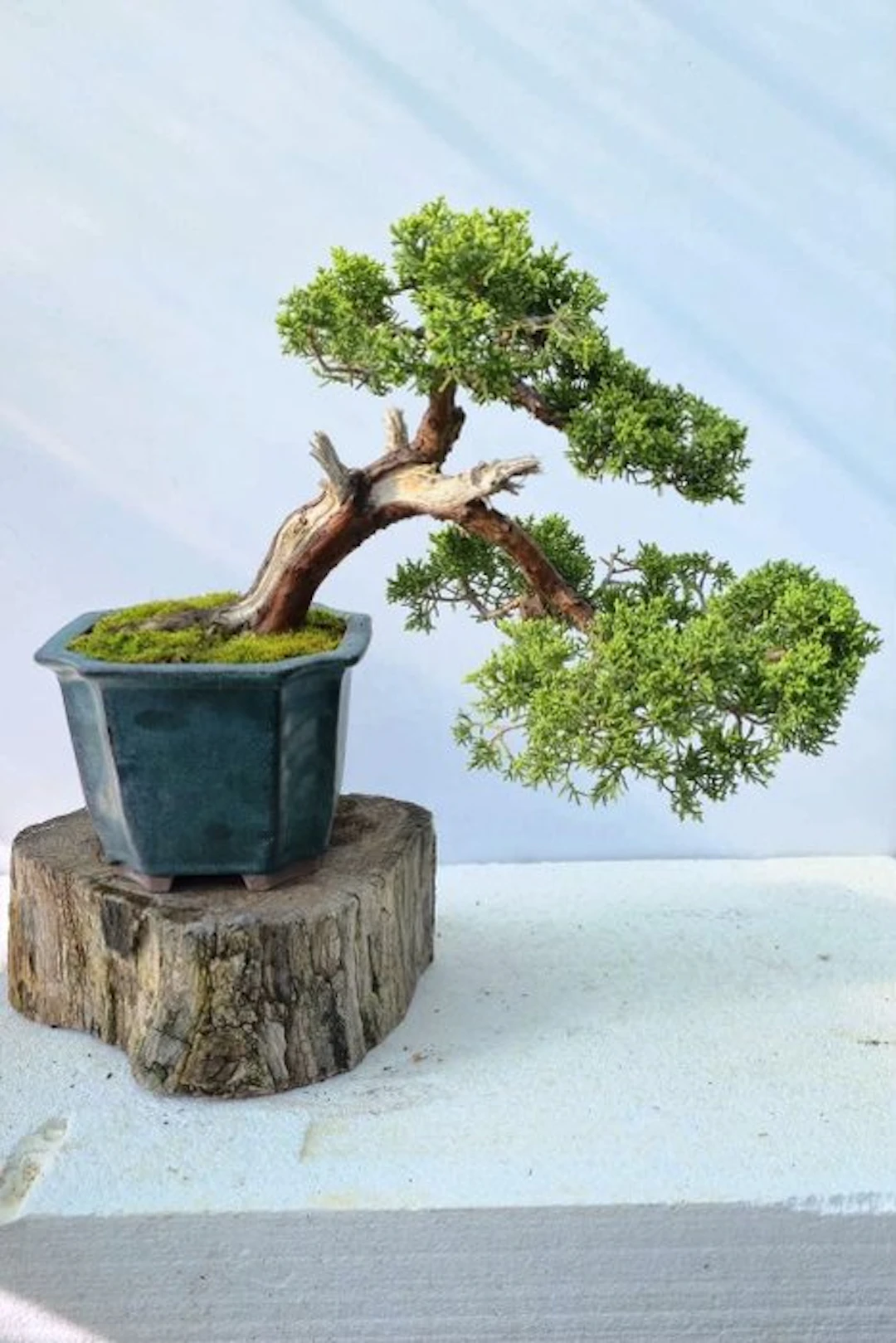 Juniper bonsai (Juniperus) - Height (Tree): 25 cm - Depth (Tree): 45 cm - Japan