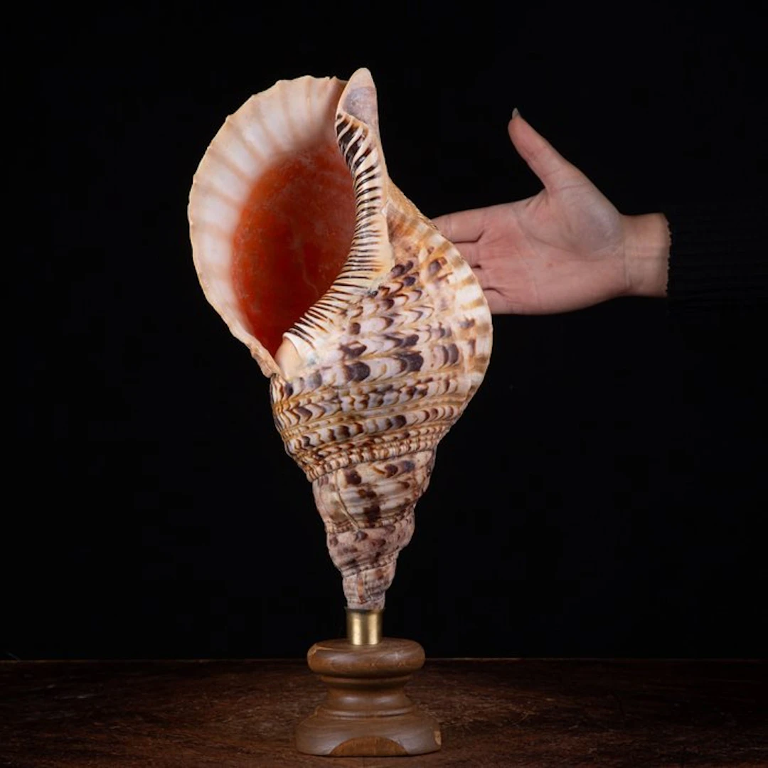 Extra Size - Large Triton's Trumpet - Sea shell...