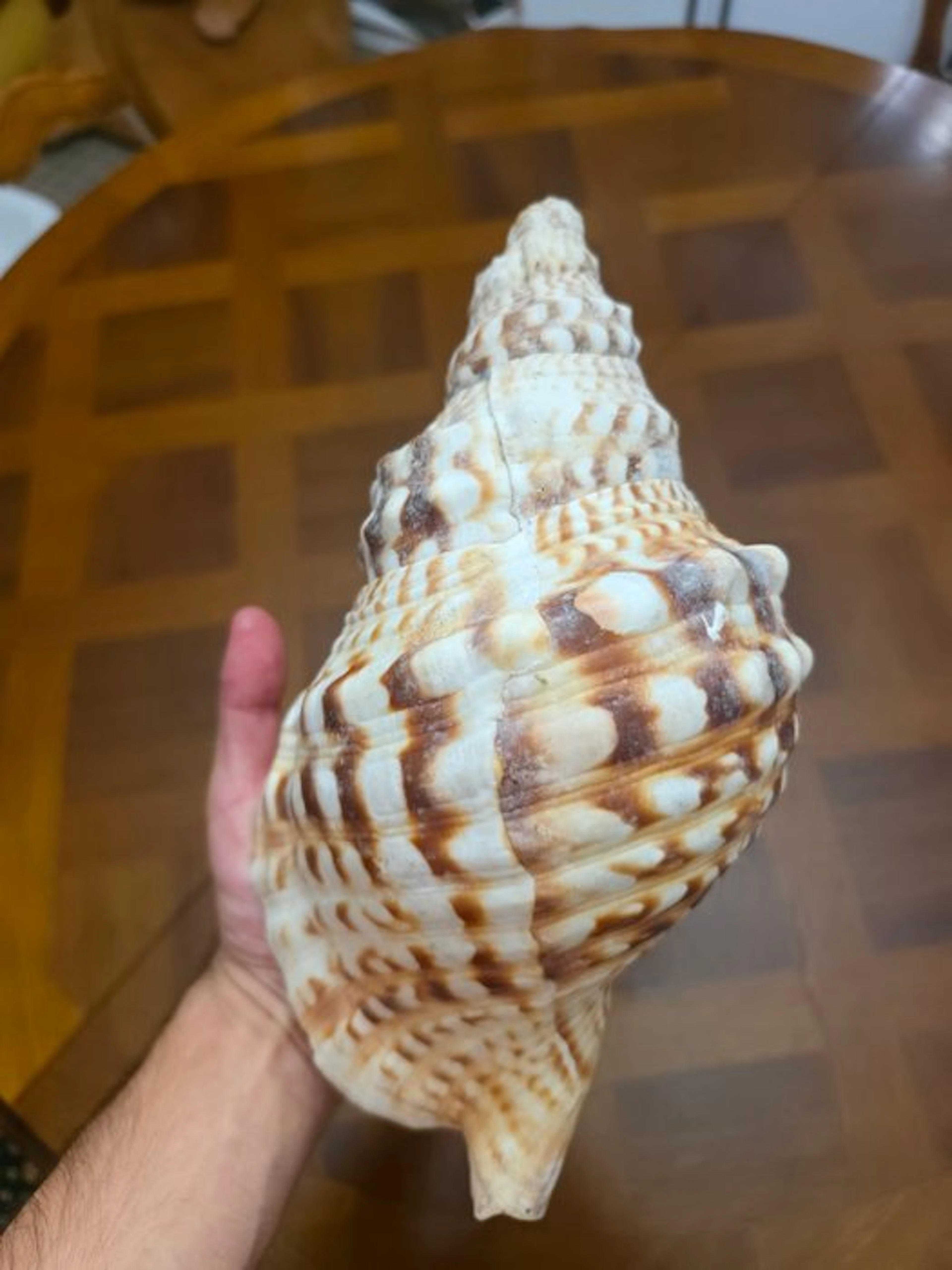 Giant Triton Shell