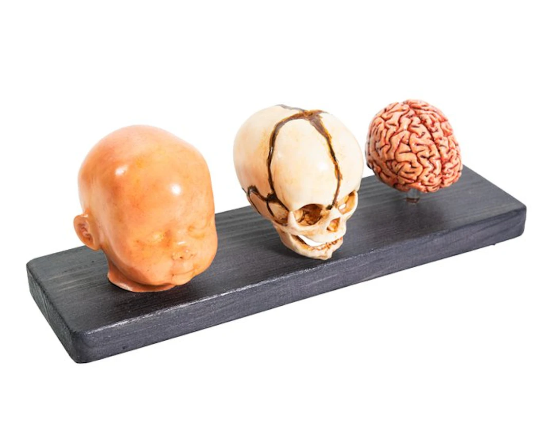 Anatomical model - Wood, Resin - 2023 - Fetal triptych model