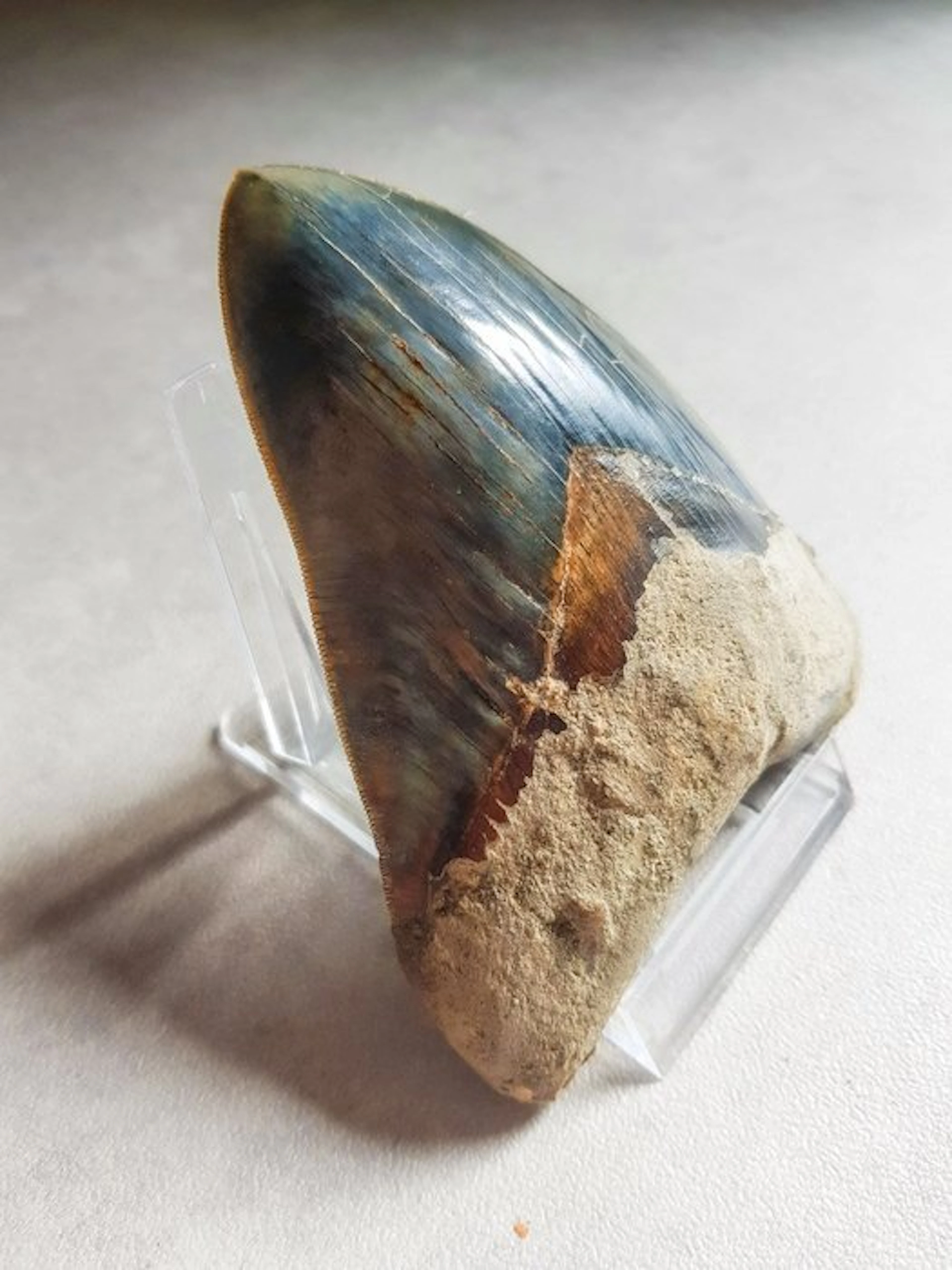 Megalodon - Fossil tooth - 13.5 cm - 10.5 cm