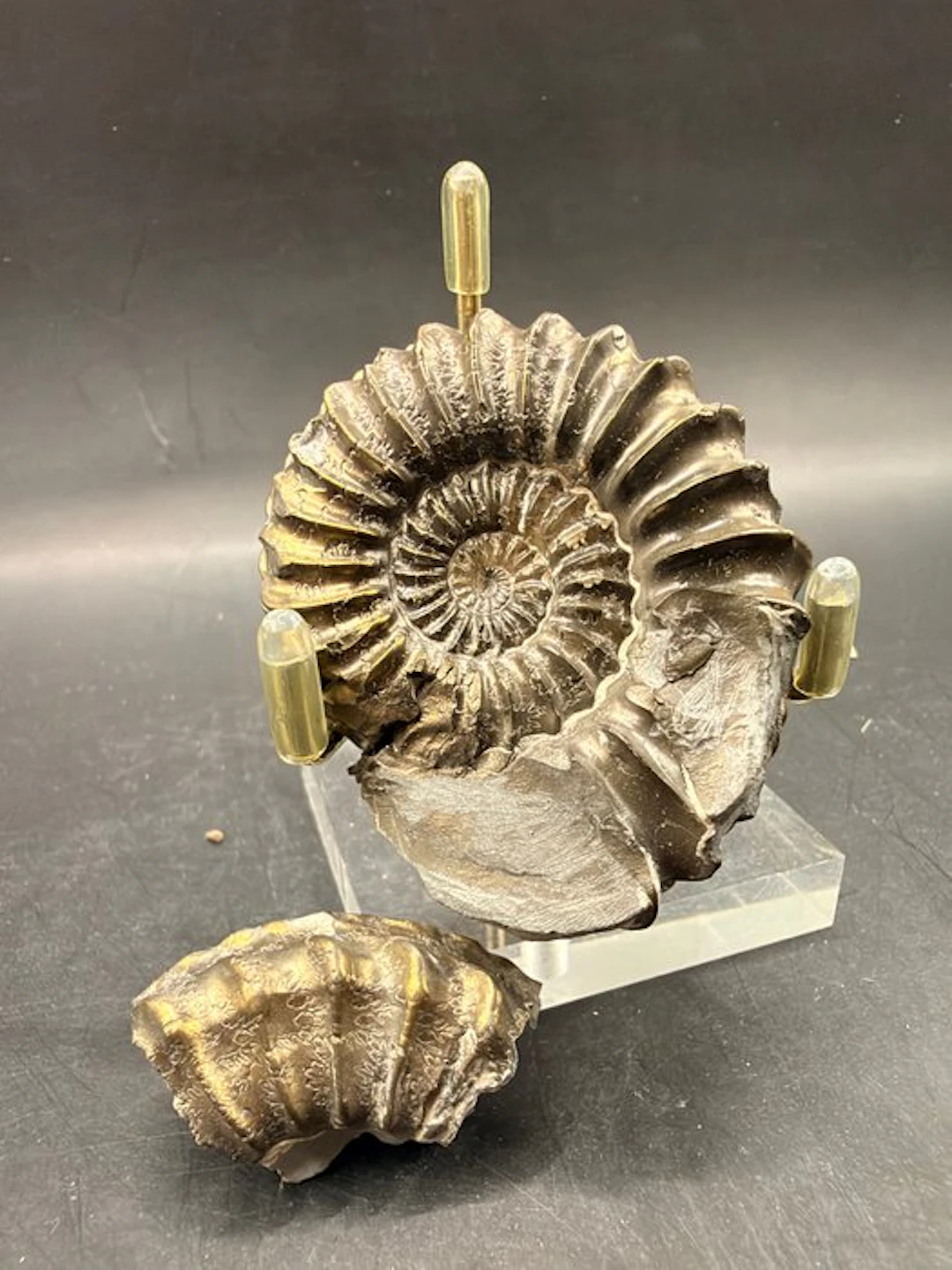 Ammonite - Fossilised animal - 5.2 cm (No reserve price)