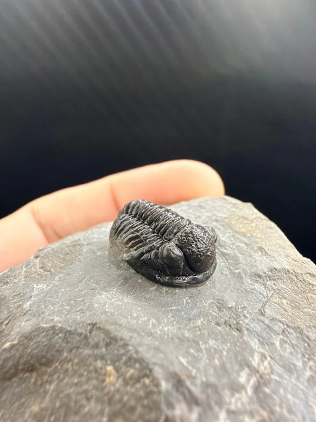 Trilobite - Fossilised animal - Gerastos - 6 cm (No reserve price)