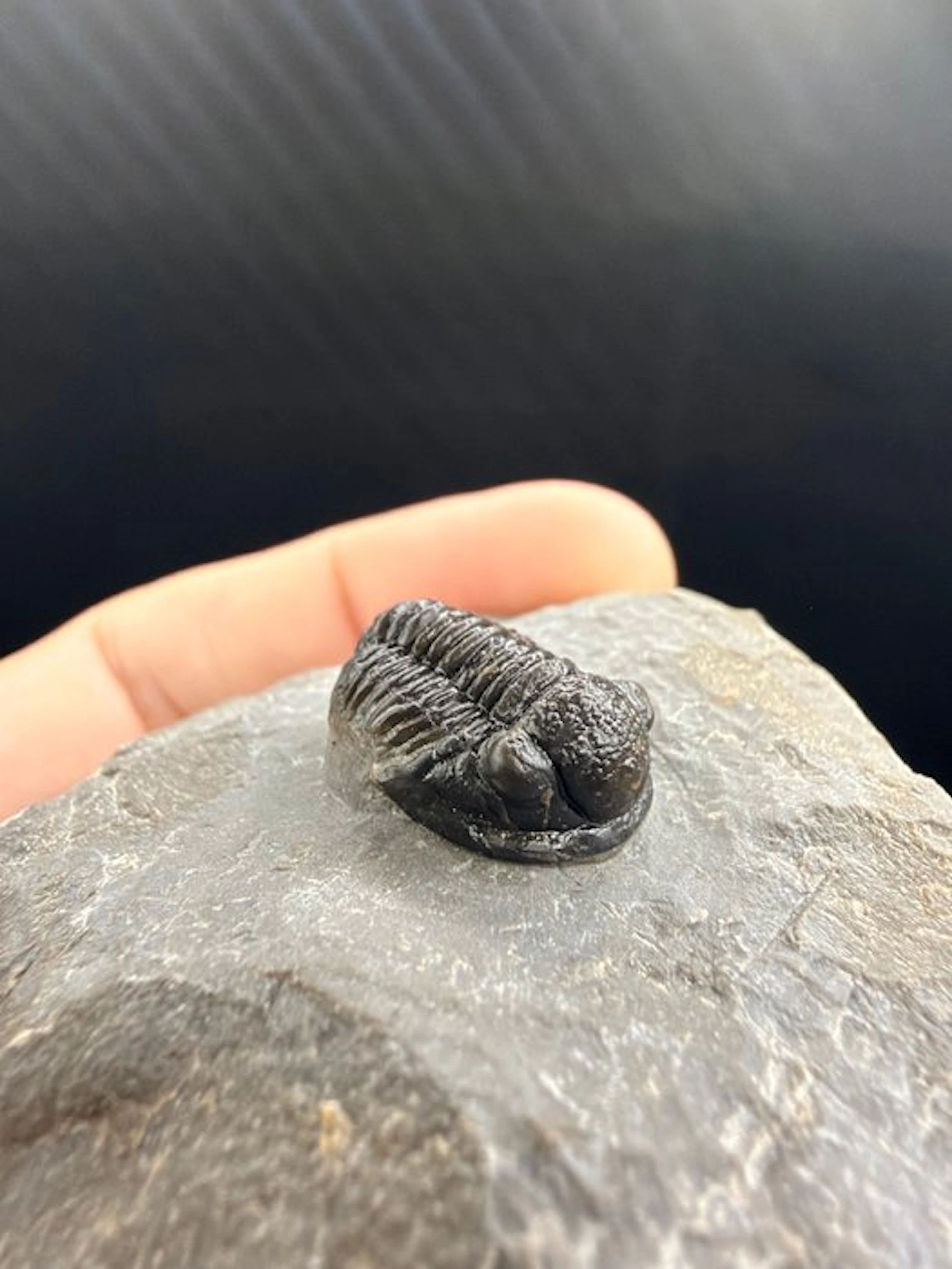 Trilobite - Fossilised animal - Gerastos - 6 cm (No reserve price)
