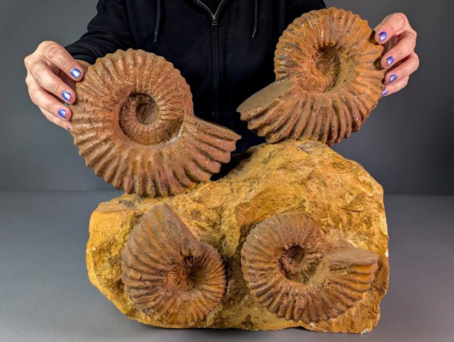 Impressive Fossil Display with Four Ammonites - Fossil matrix - Acanthoceras sp