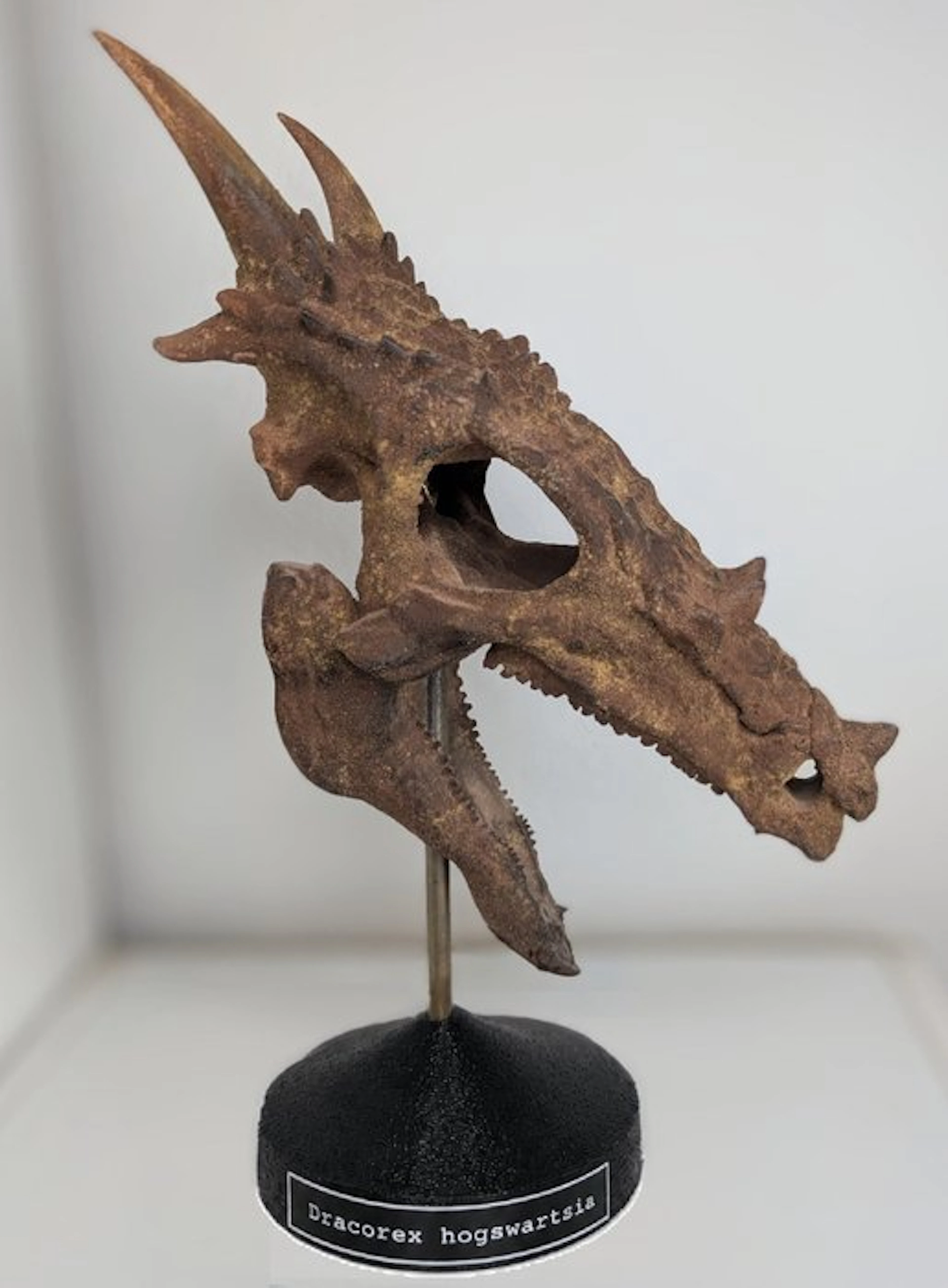 Fossil skull - Dracorex hogswartsia - Museum-Grade Replica - 35 cm - 19 cm