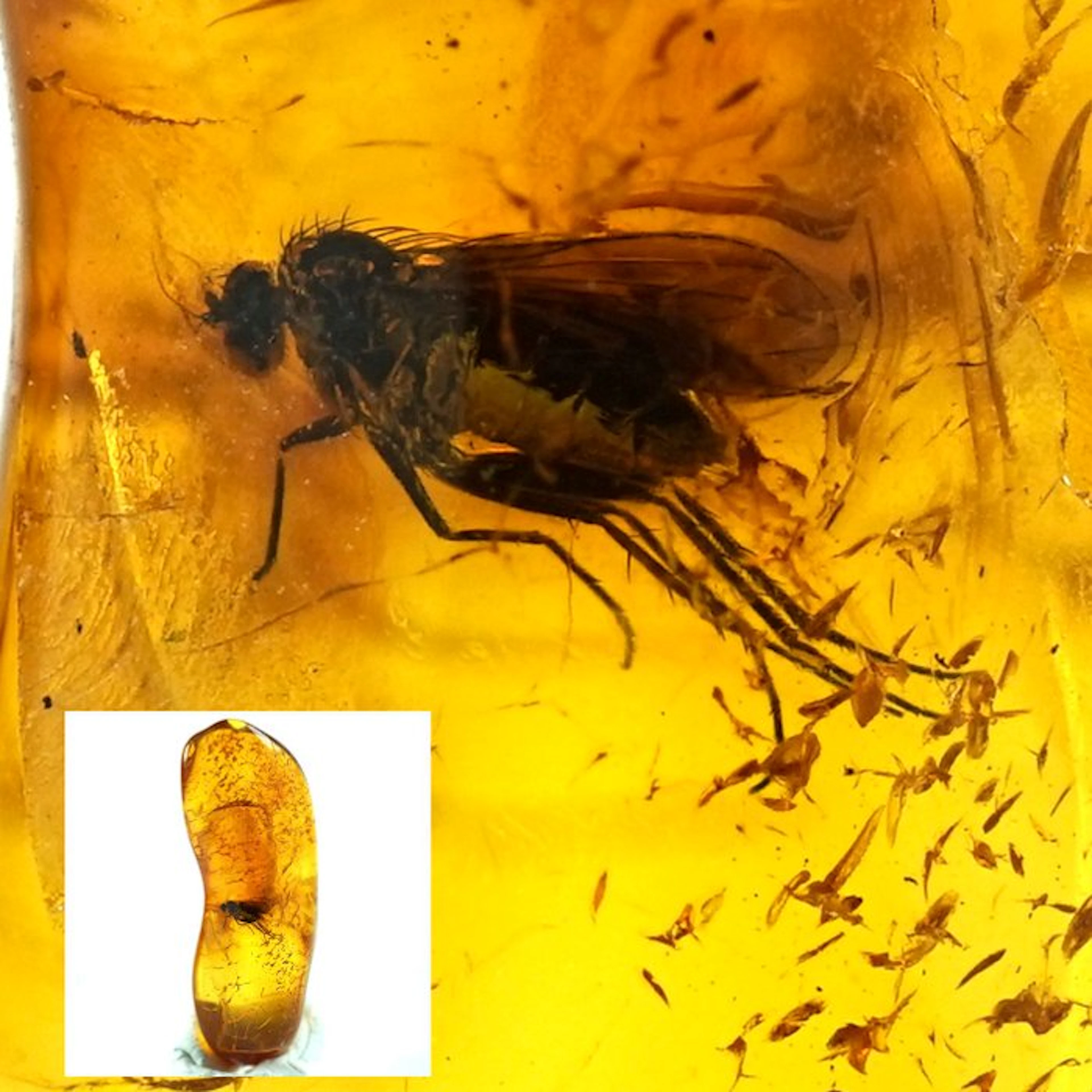 Amber - Amber - Fly inclusiosn - Inclusion its 4mm - 25...