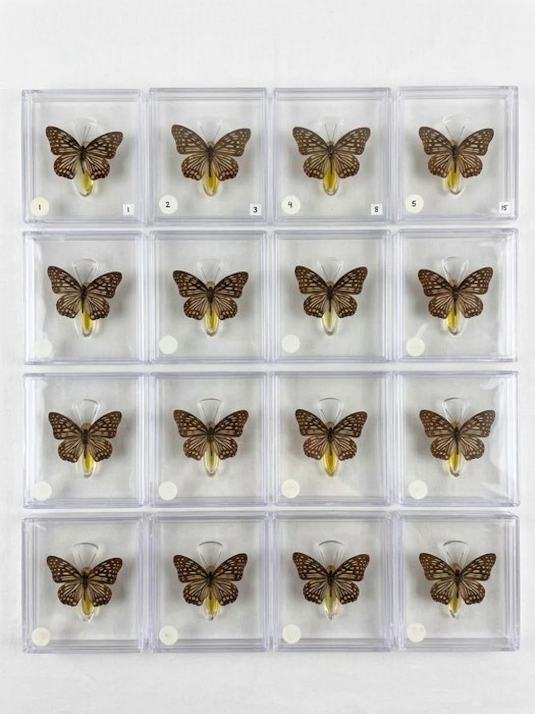 Butterfly Taxidermy full body mount - Euripus nycteliusth...