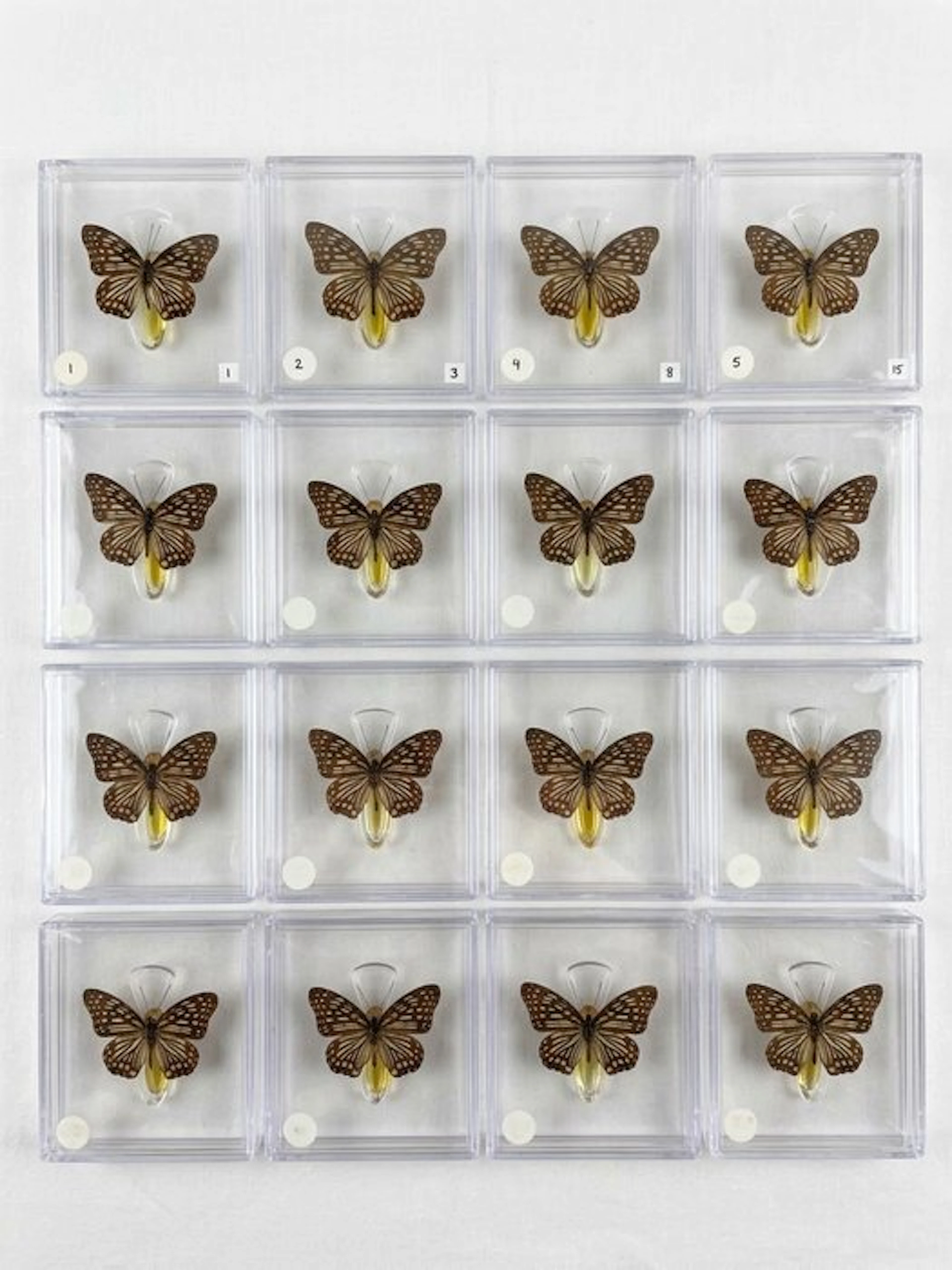 Butterfly Taxidermy full body mount - Euripus nycteliusth...
