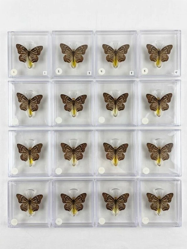 Butterfly Taxidermy full body mount - Euripus nycteliusth...