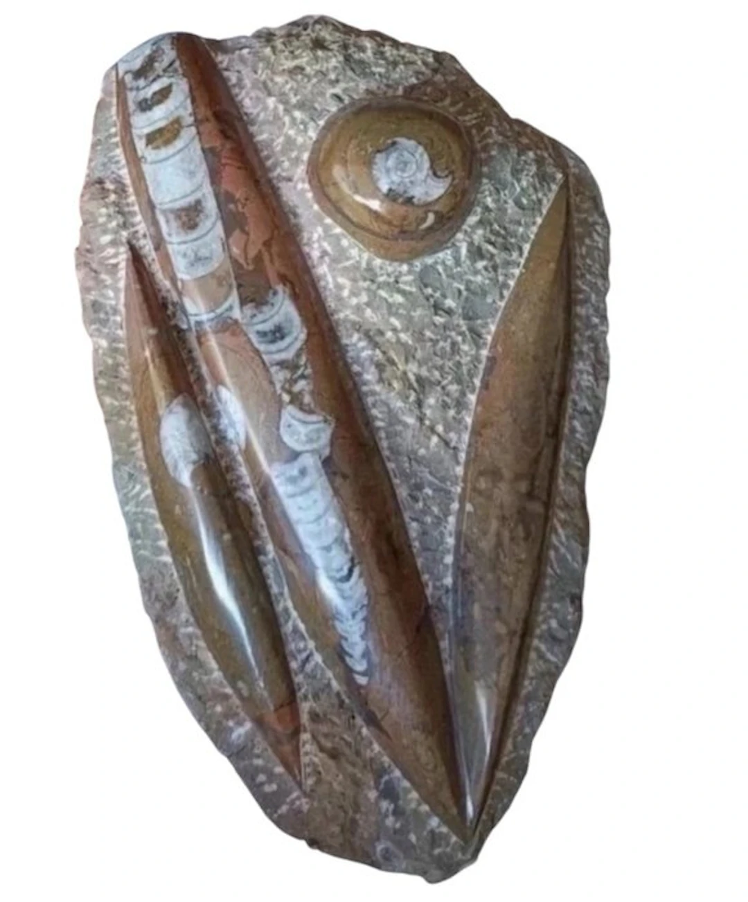 Orthoceras + 1 Goniatite / Ammonite - - Fossilised animal...