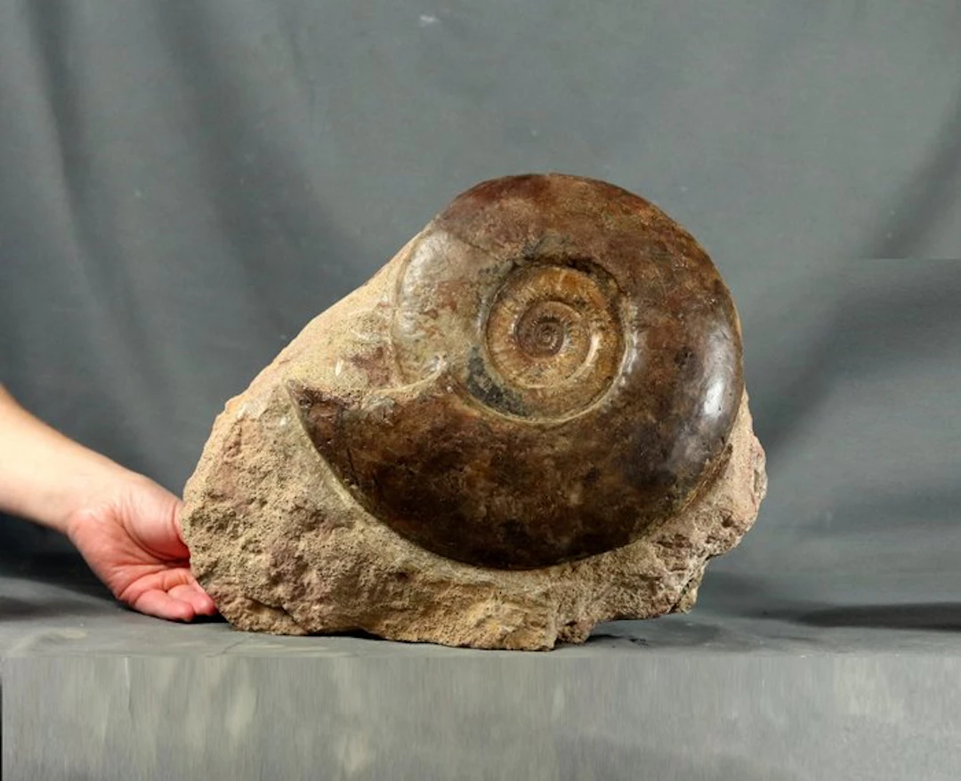 Fine ammonite (26.5 cm) with multiple natural colors on...