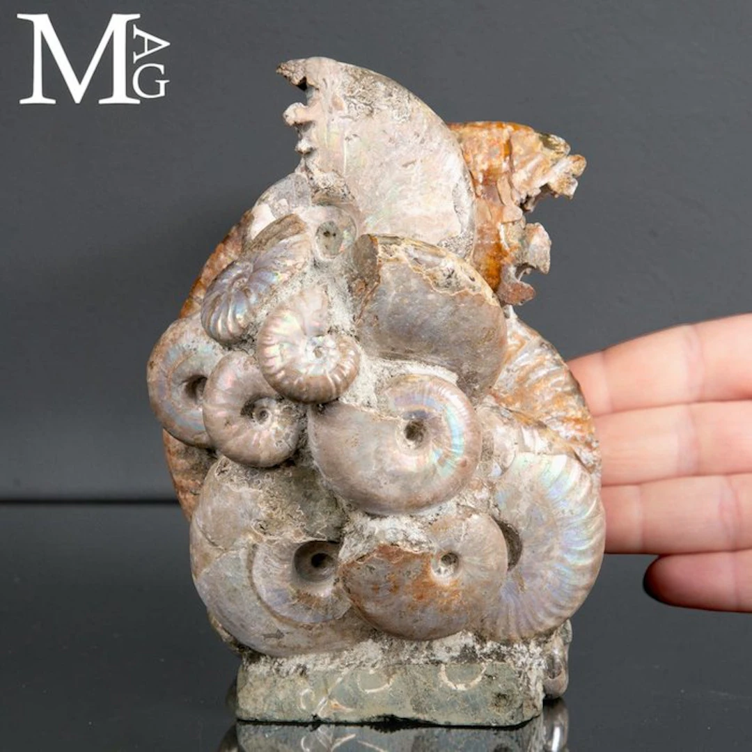 Natural group of Ammonites of the Genus Cleoniceras - Aioloceras Sp