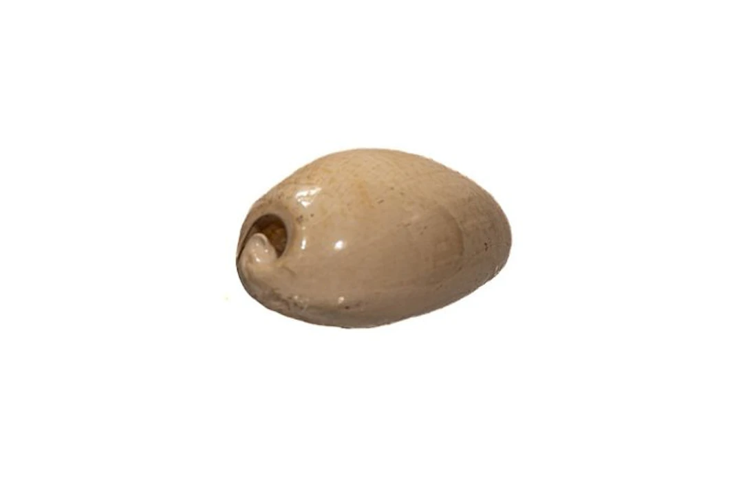 Siphocypraea problematica (61mm) - Caloosahatchee...
