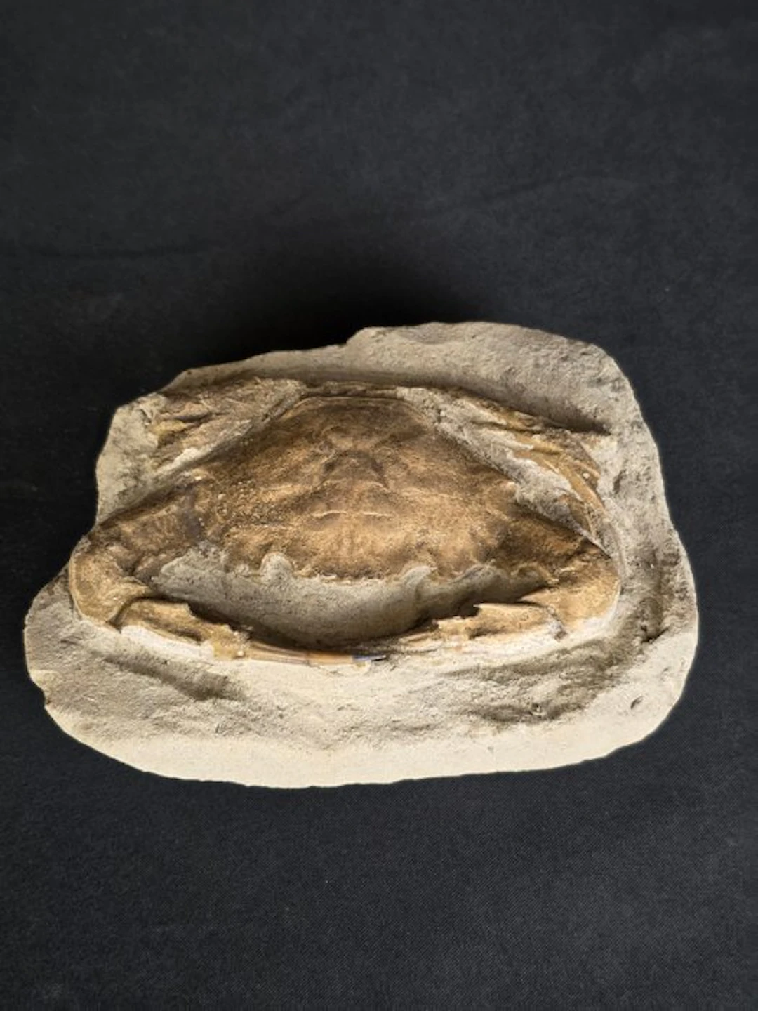 Crabs - Fossilised animal
