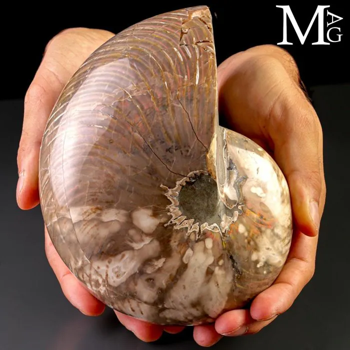 Extra Quality Perlized Fossil Shell Giant Fossil Nautilus...