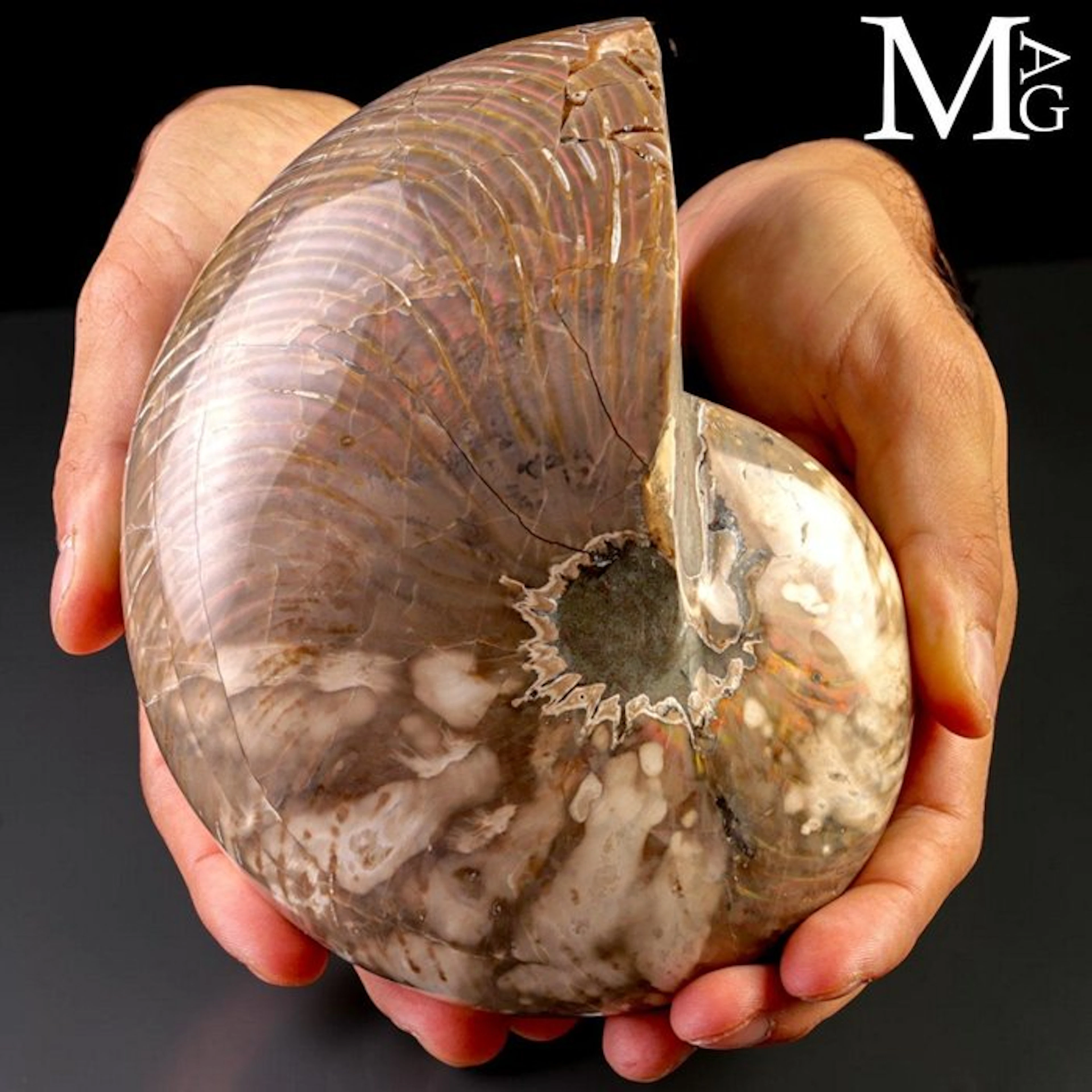 Extra Quality Perlized Fossil Shell Giant Fossil Nautilus...