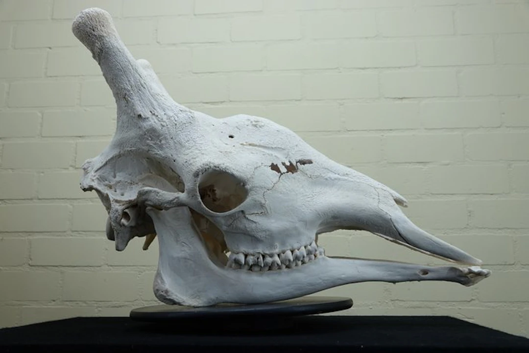 Northern Giraffe XXL Skull - Giraffa camelopardalis (with...