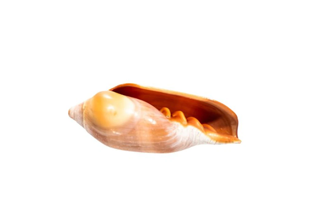 Marqiuella pringlei – Majestic deep-sea treasure from...