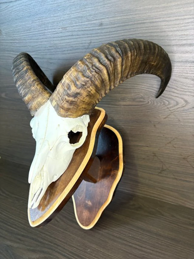 Hunting trophy