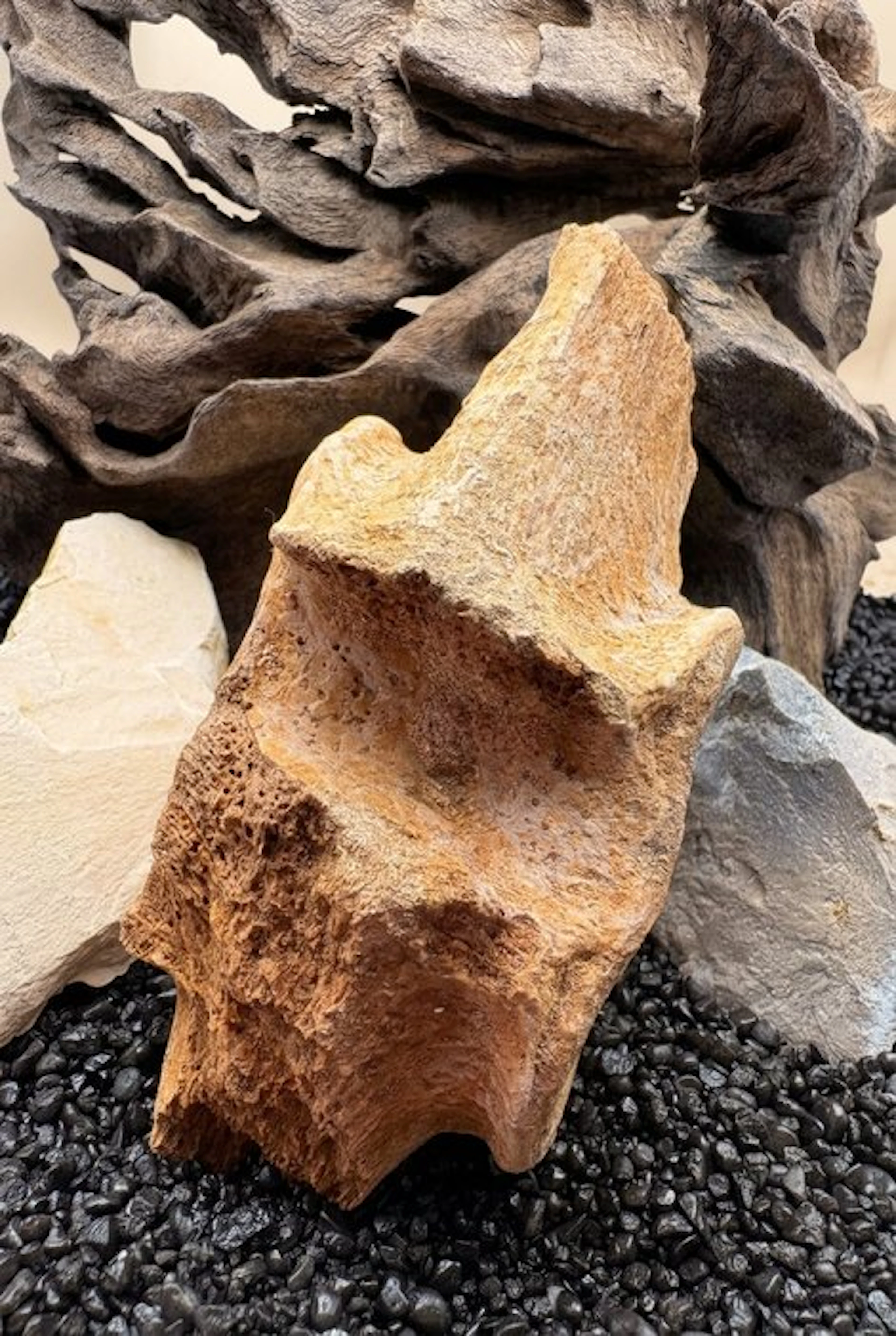 Plesiosaur - Fossil vertebra bone - Mit Echtheitszertifikat - 55 mm - 110 mm
