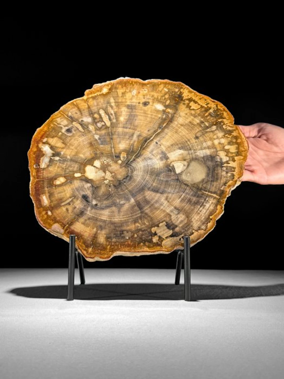 Stunning Slice of Petrified Wood on a custom stand...