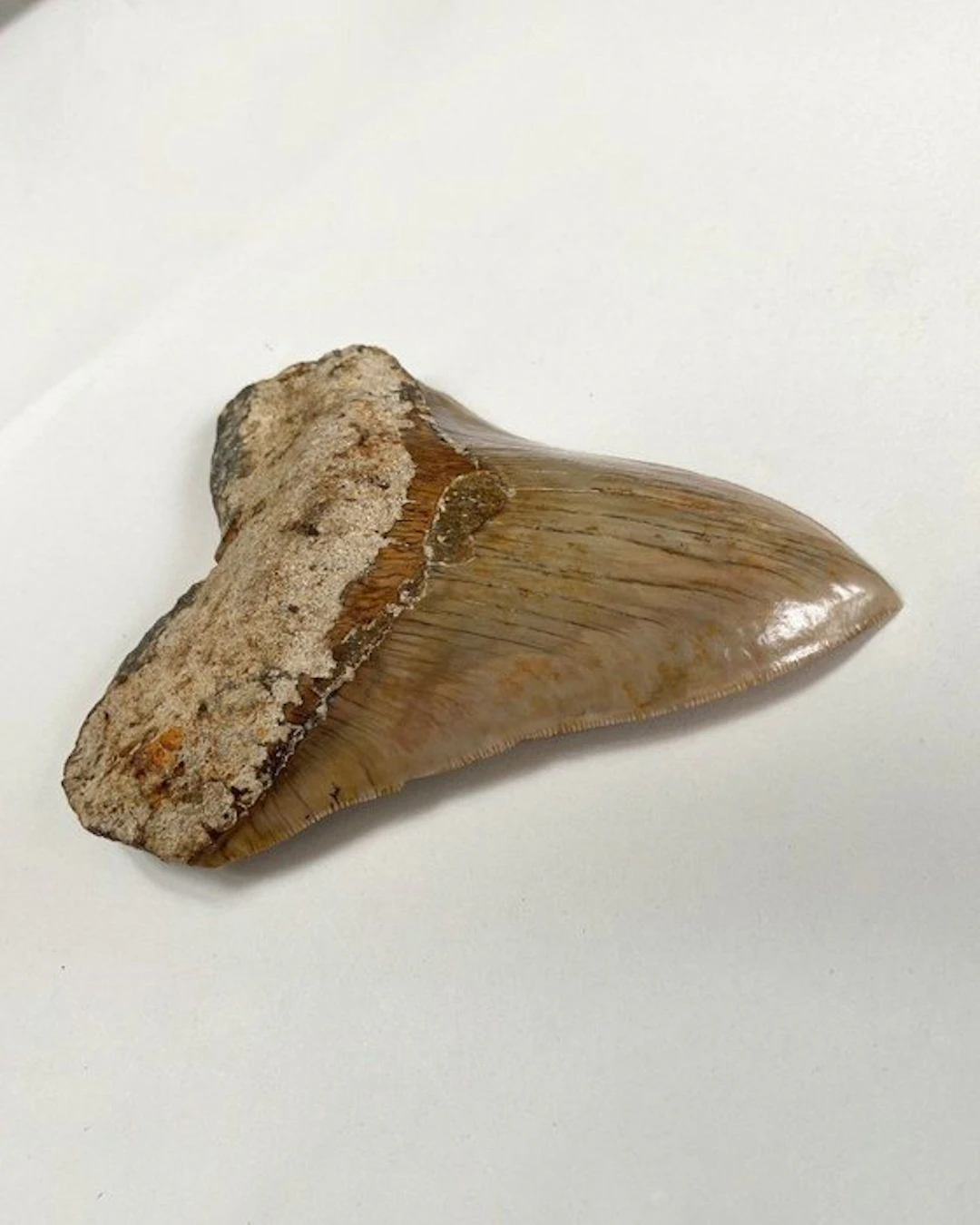 Megalodon - Fossil tooth - 150 mm - 115 mm
