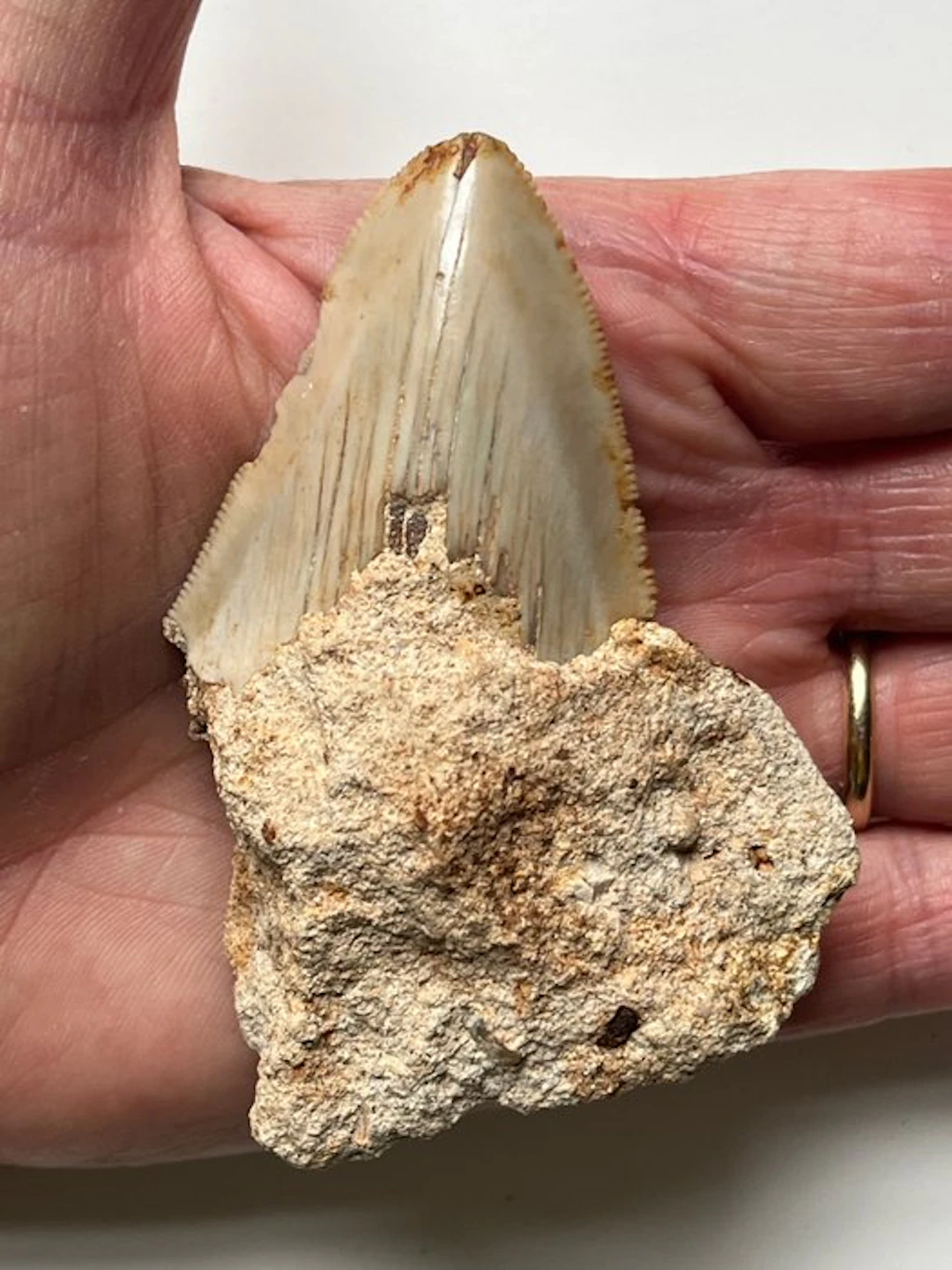 Megalodon tooth 8,5 cm - Fossil tooth - Carcharocles...
