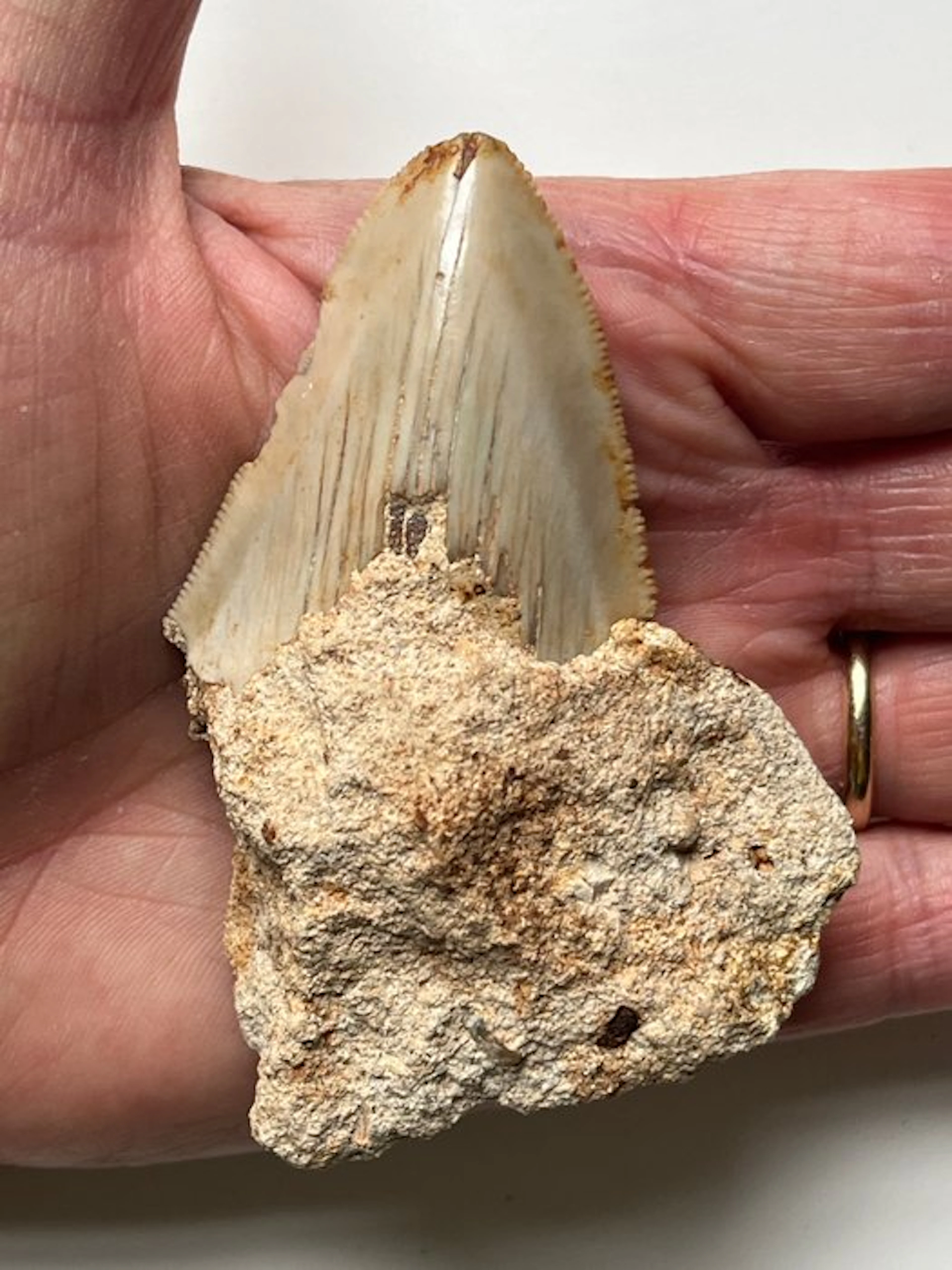 Megalodon tooth 8,5 cm - Fossil tooth - Carcharocles...