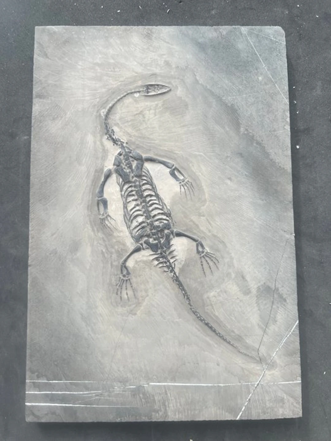 Marine reptile - Fossilised animal - Fossile de...