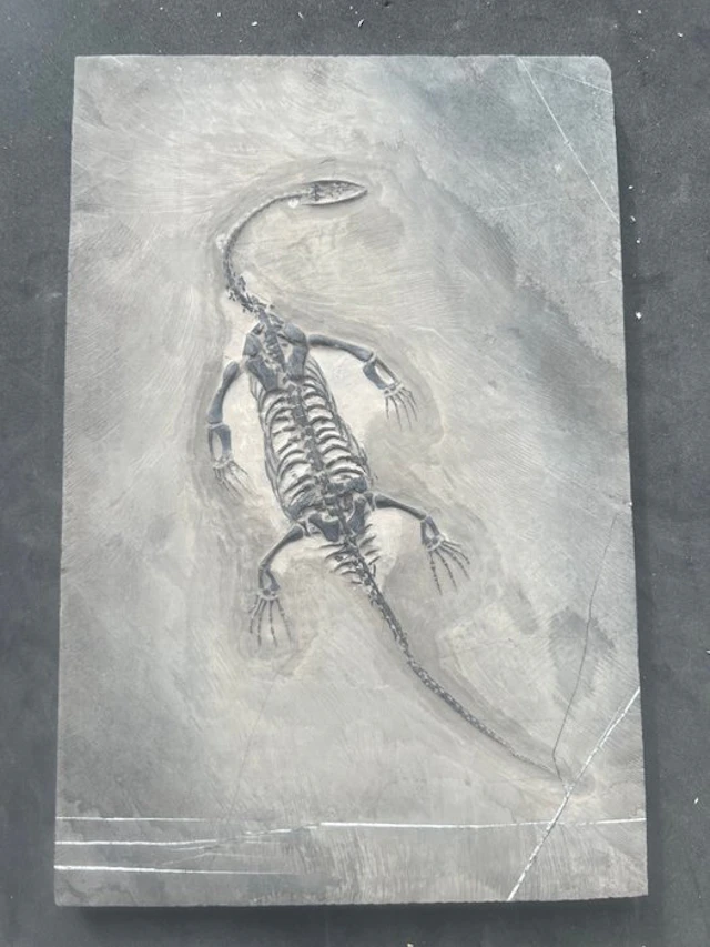 Marine reptile - Fossilised animal - Fossile de...