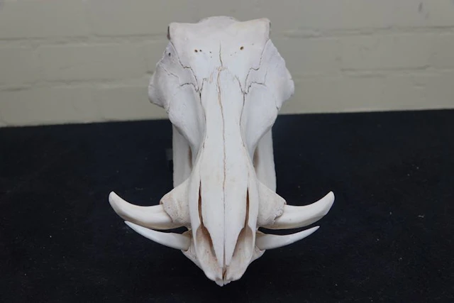 African Warthog Skull - Phacochoerus africanus - 0 cm...