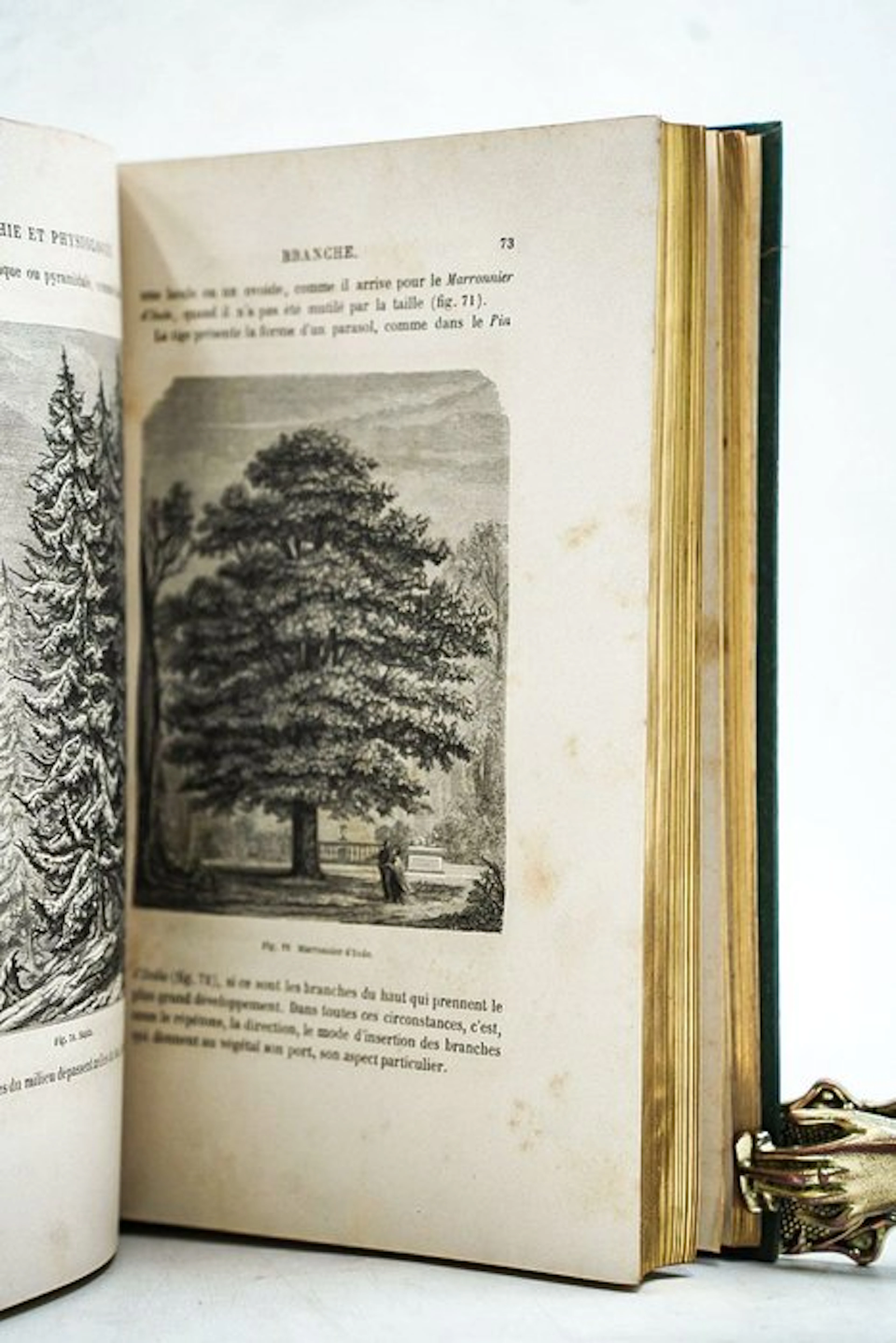 Louis Figuier / Faguet & Laplante - Histoire des Plantes - 1865