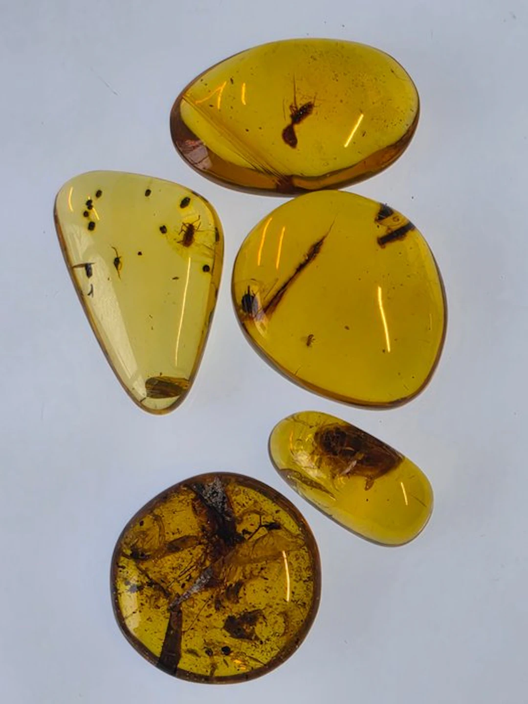Burmese amber - Amber - Collection of Five Burmese Amber Specimens with Ants