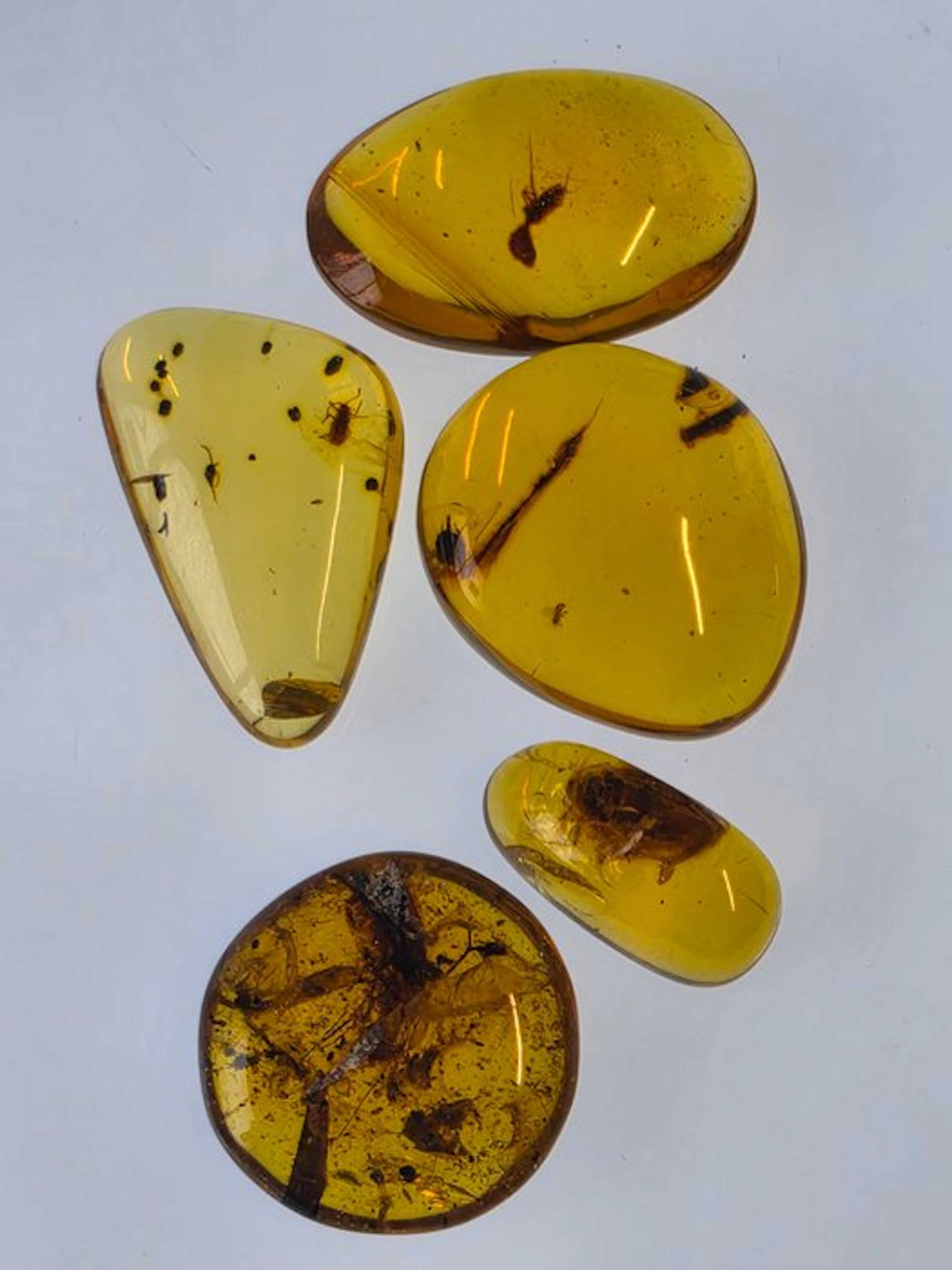 Burmese amber - Amber - Collection of Five Burmese Amber Specimens with Ants