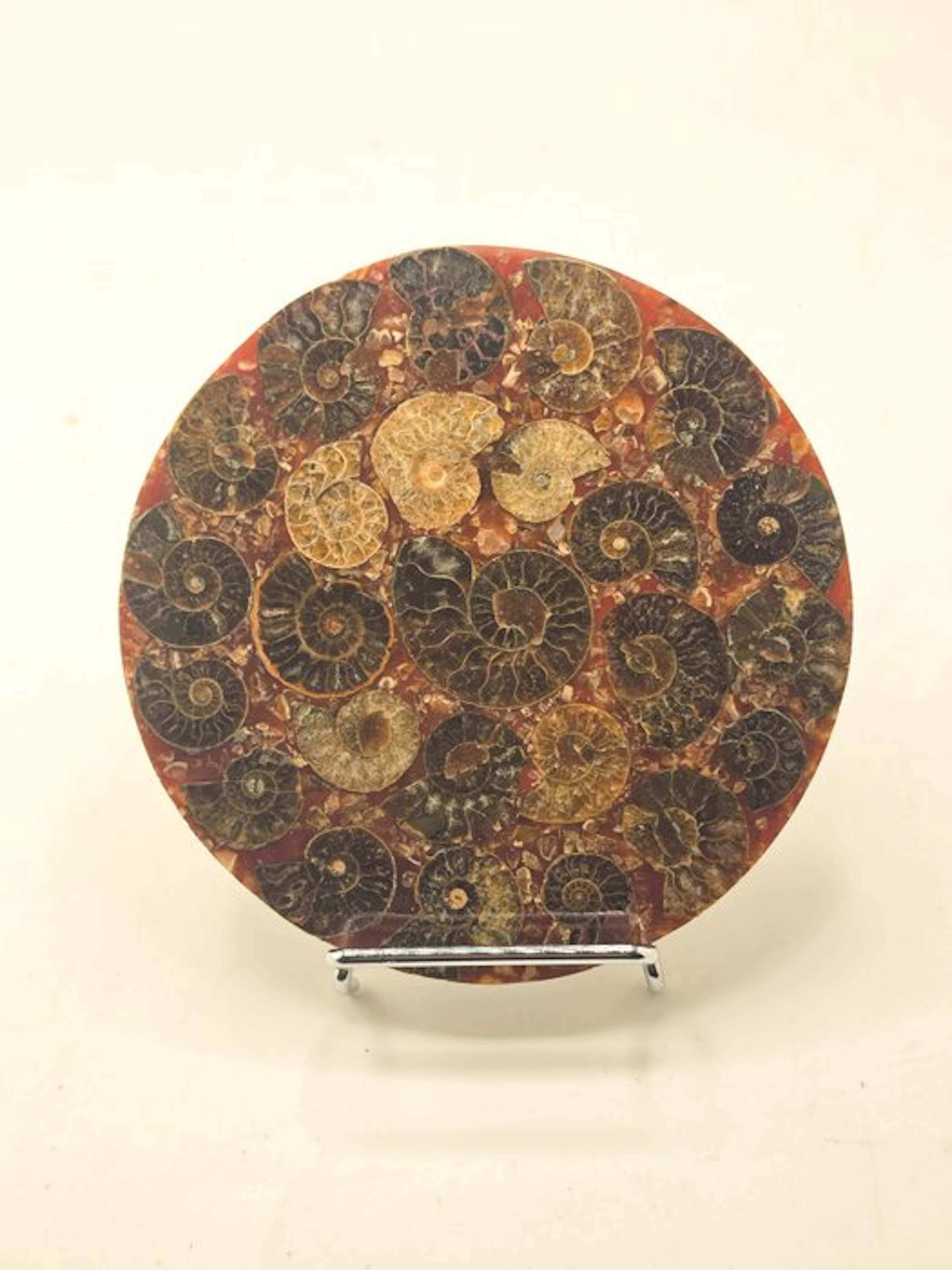 Ammonite - Fossilised animal - Aioloceras (Cleoniceras) sp. (No reserve price)