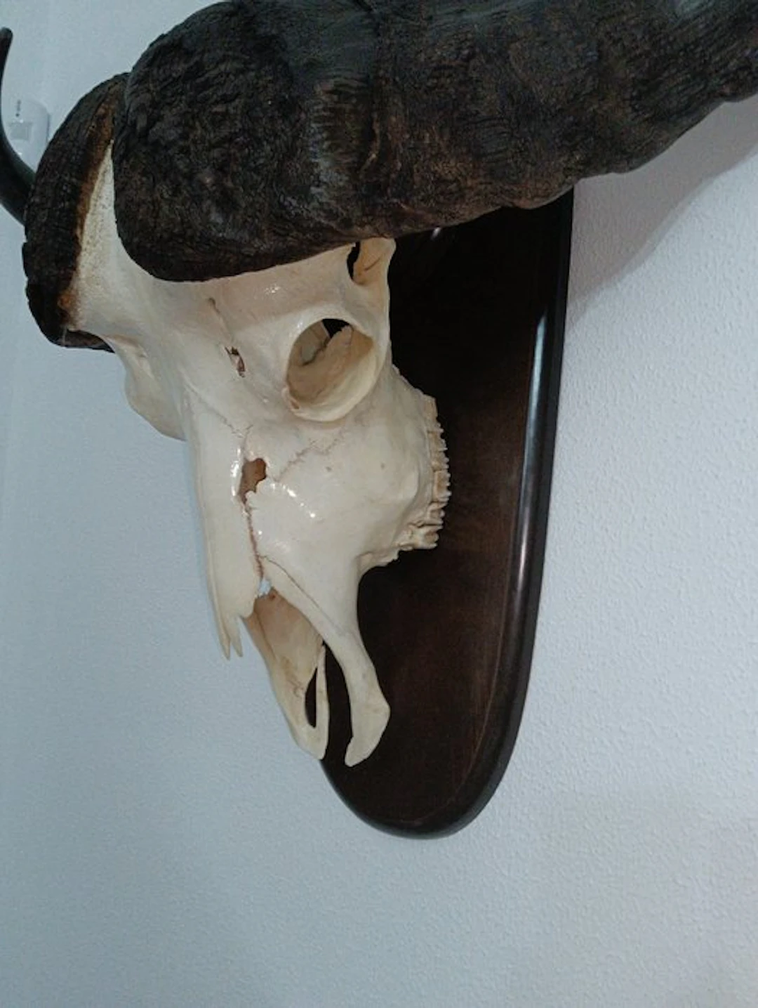 Hunting trophy