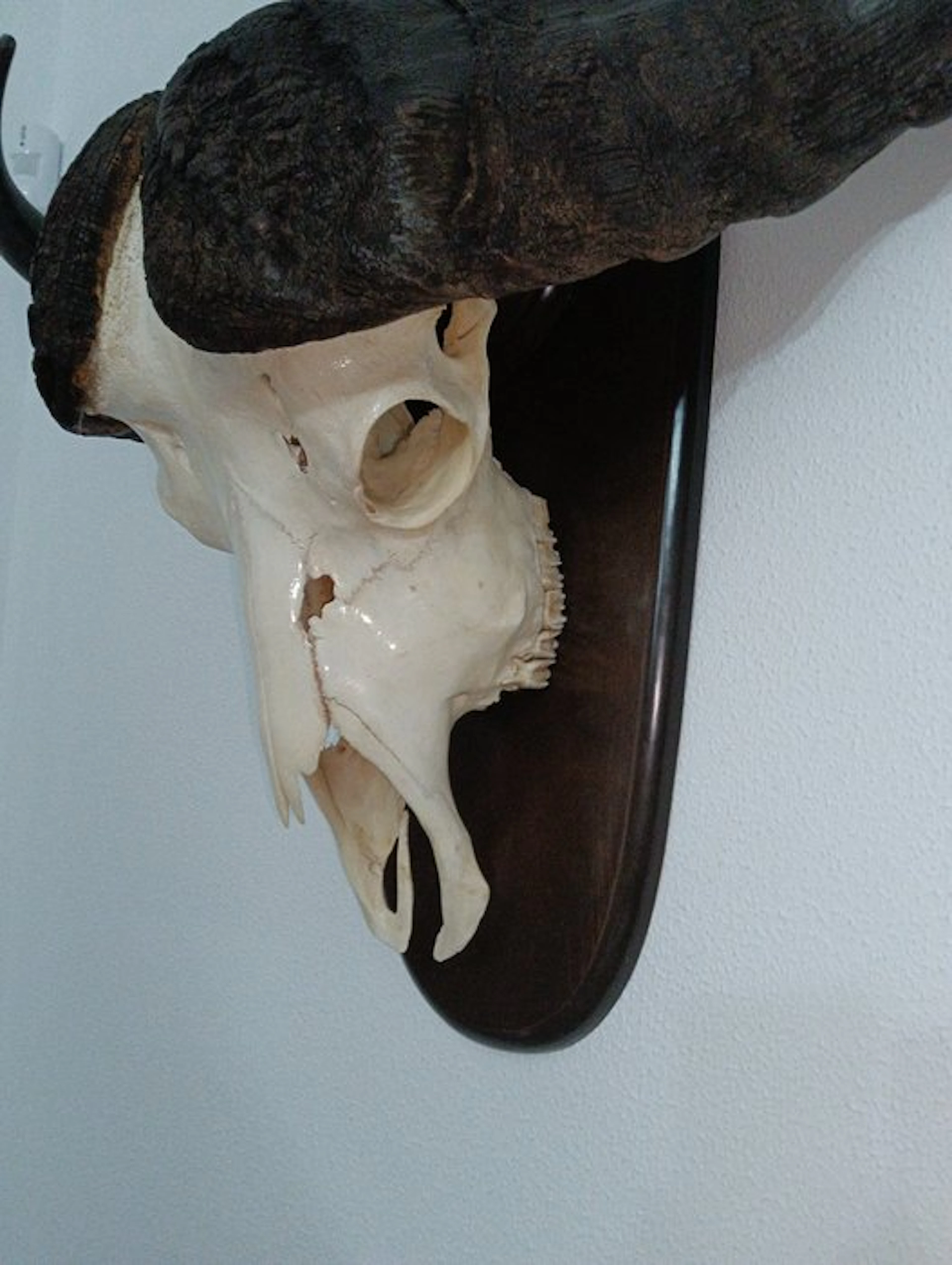 Hunting trophy
