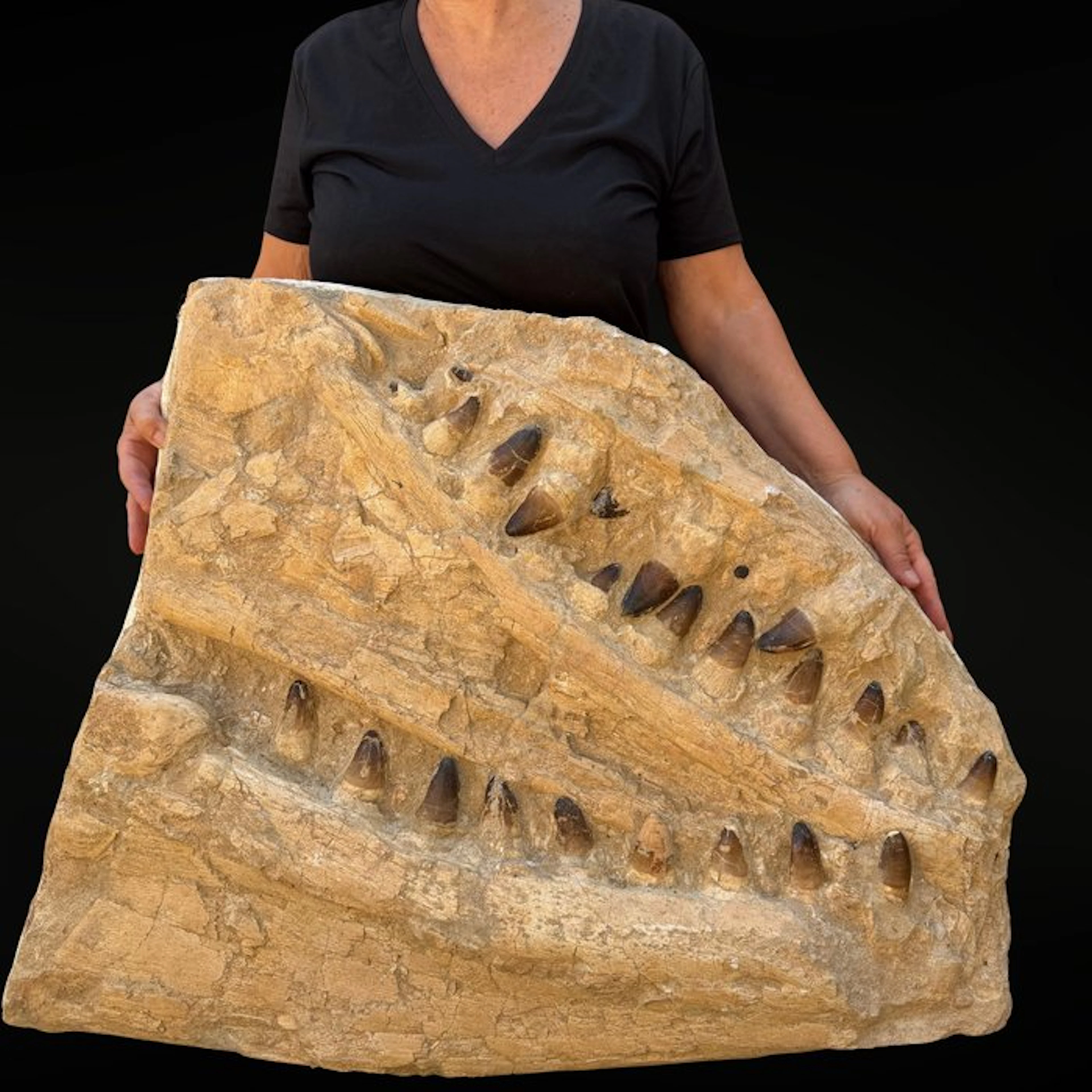 Spectacular Prognathodon mosasaur jaw – Curry specimen