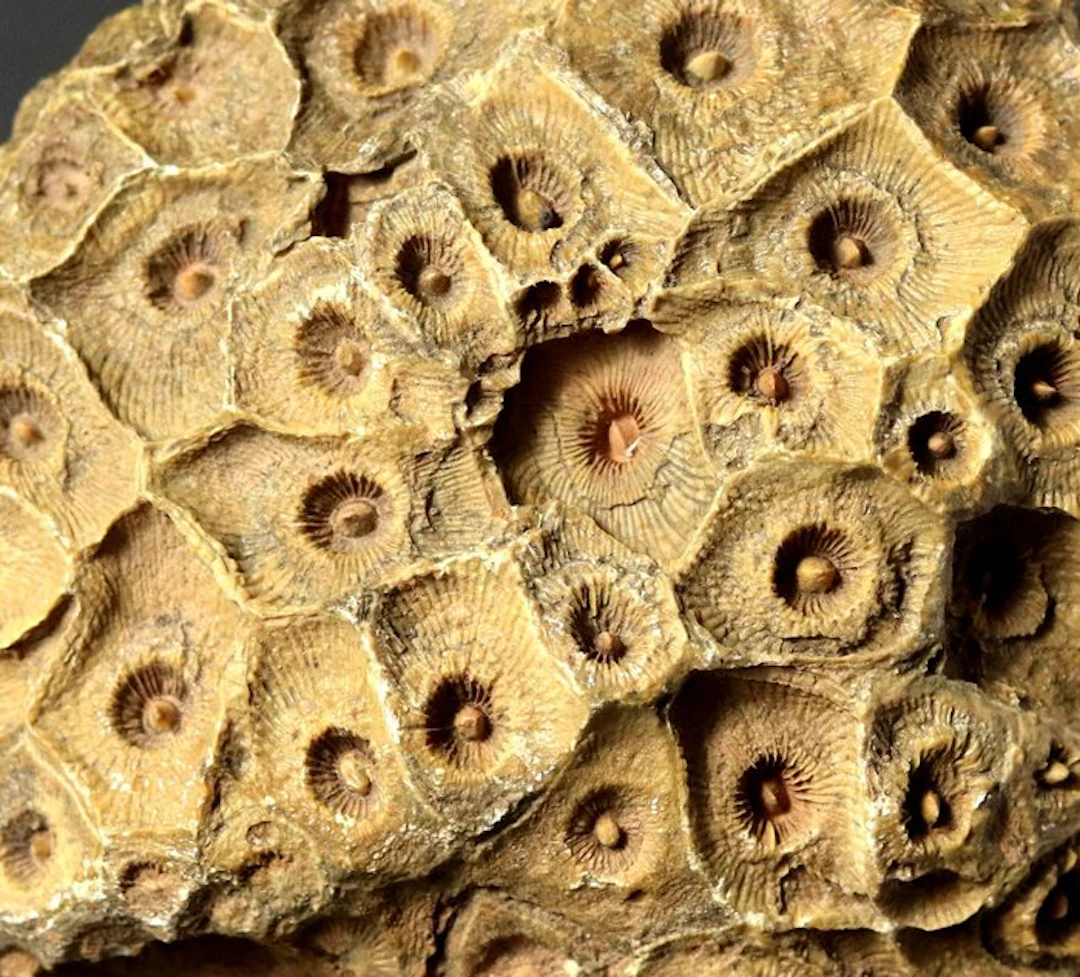 Outstanding fossil coral - Fossilised animal - Hexagonaria percarinatum
