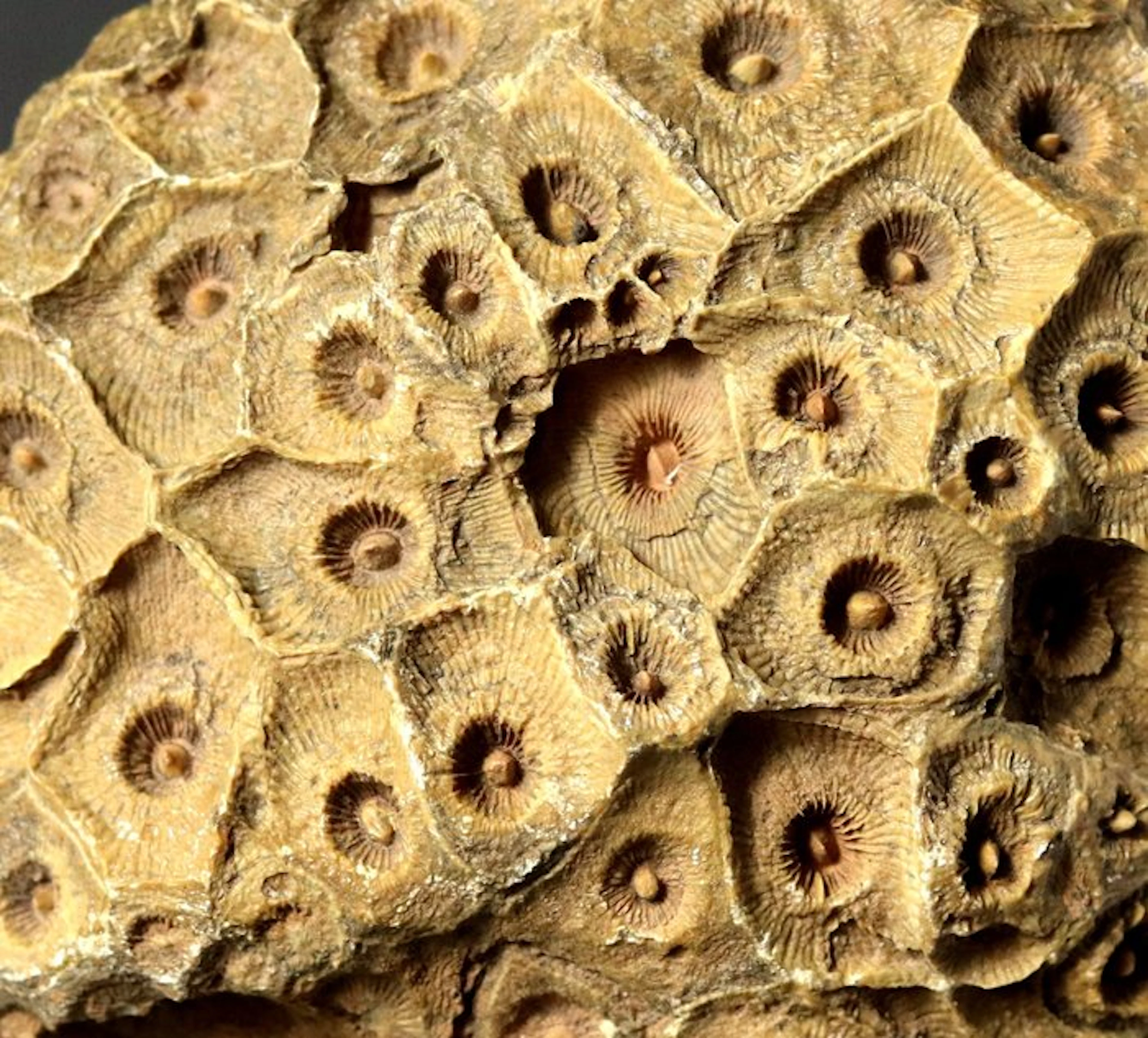 Outstanding fossil coral - Fossilised animal - Hexagonaria percarinatum