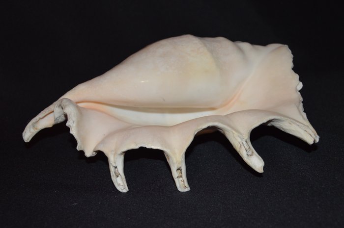 Sea Snail Sea shell - M-976 LAMBIS TRUNCATA (No Reserve Price) | Barnebys