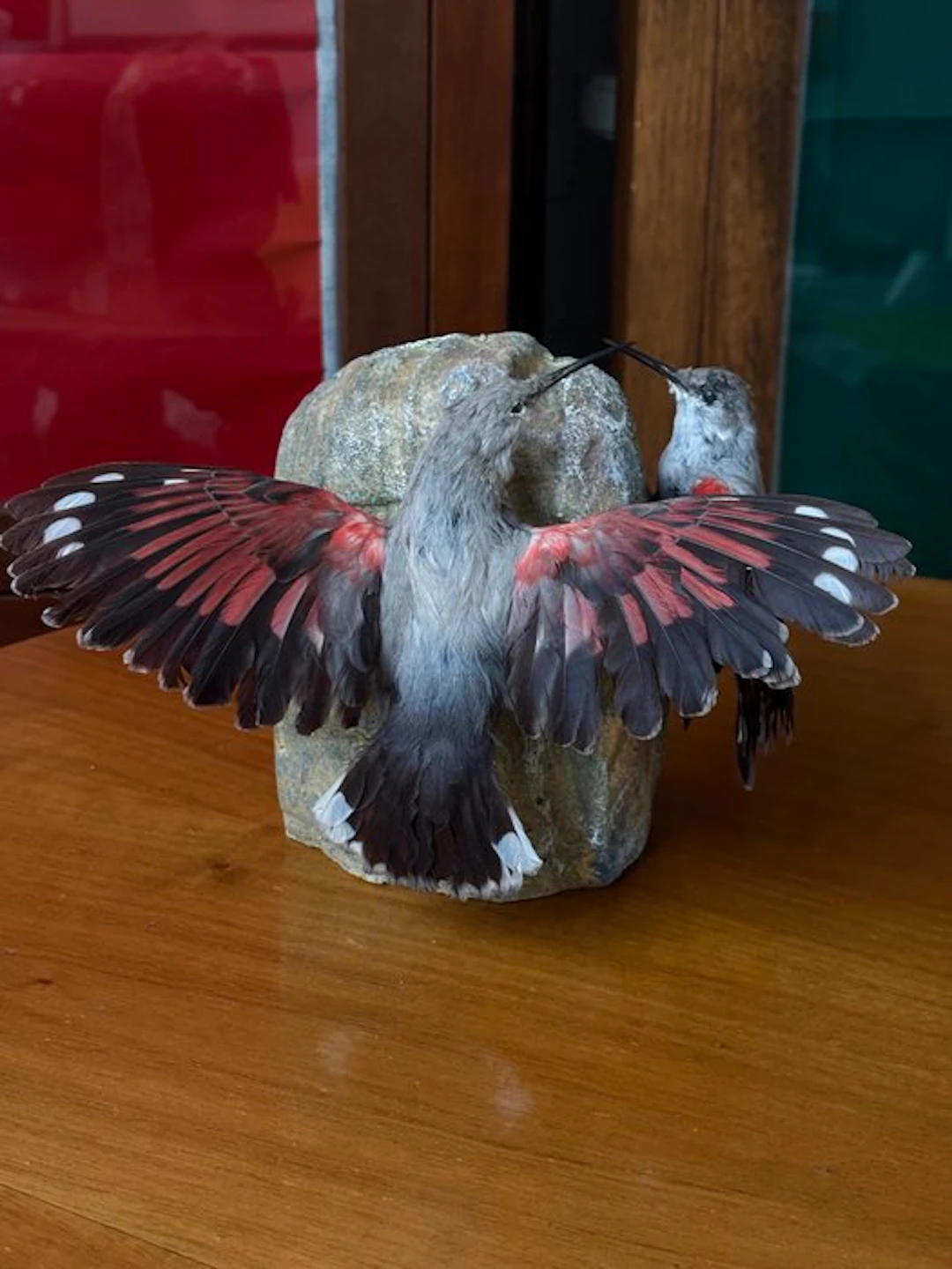 Muraiolo woodpecker (pair) Taxidermy full body mount...