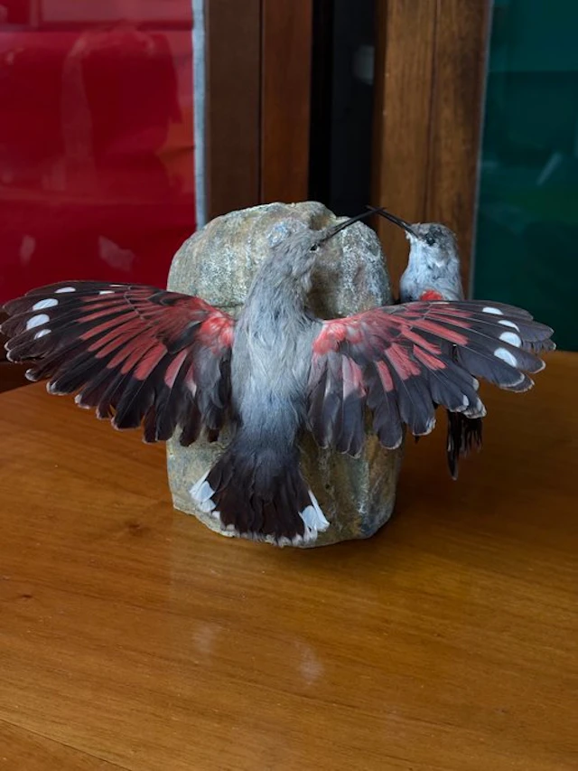 Muraiolo woodpecker (pair) Taxidermy full body mount...