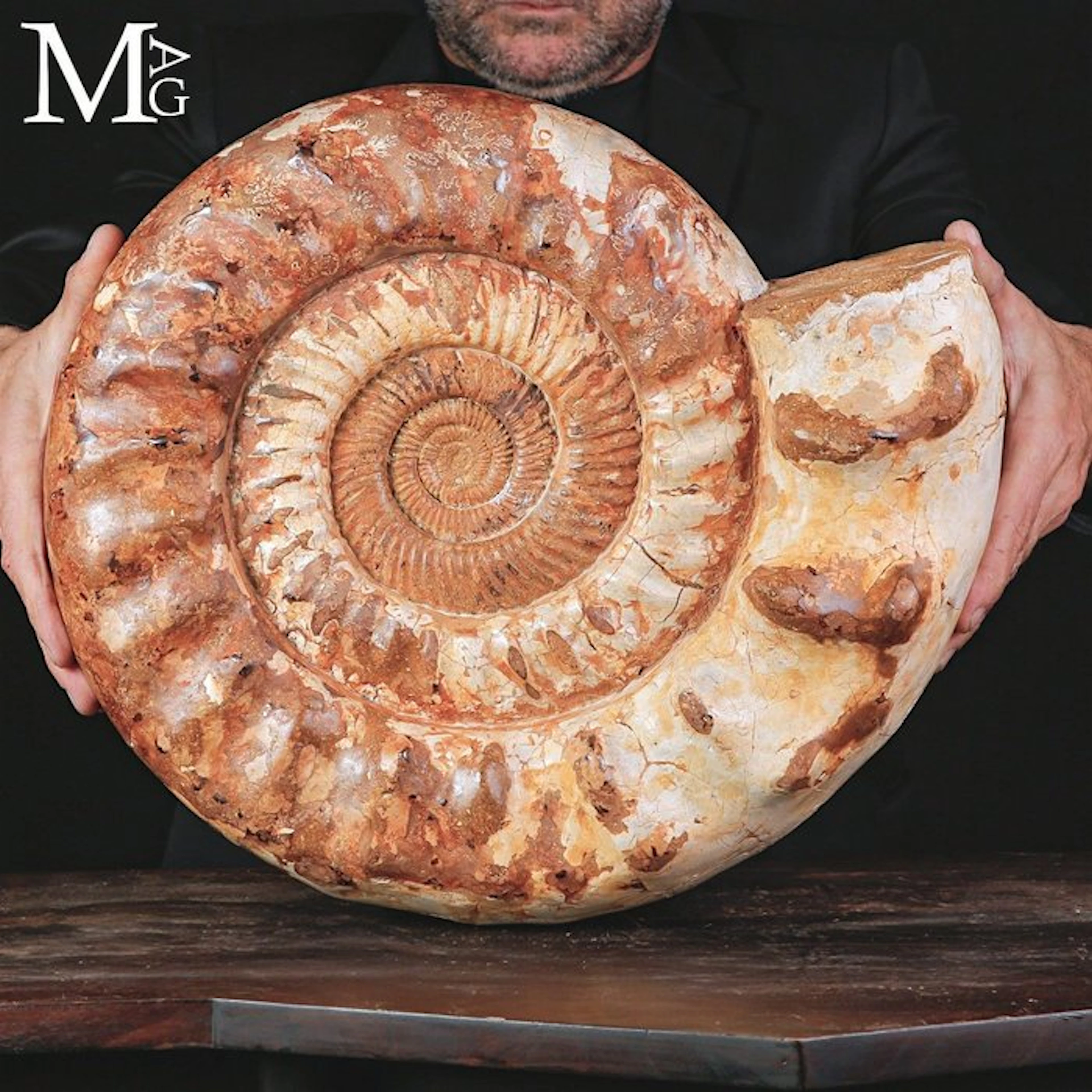 Giant Jurassic Kranaosphinctes Ammonite Fossil - Perfect...